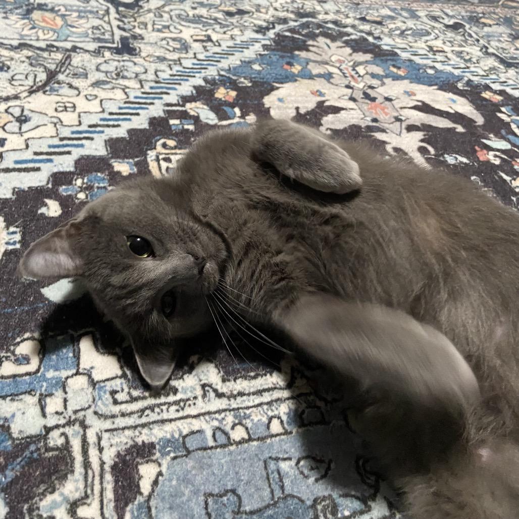 Enlarge Lady Grey, a Adoptable Domestic Short Hair in Pleasant Hill, MO image 3/3