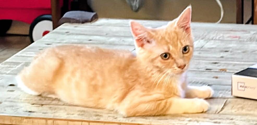 Gypsy, ADOPTABLE, Kitten Female Domestic Medium Hair.