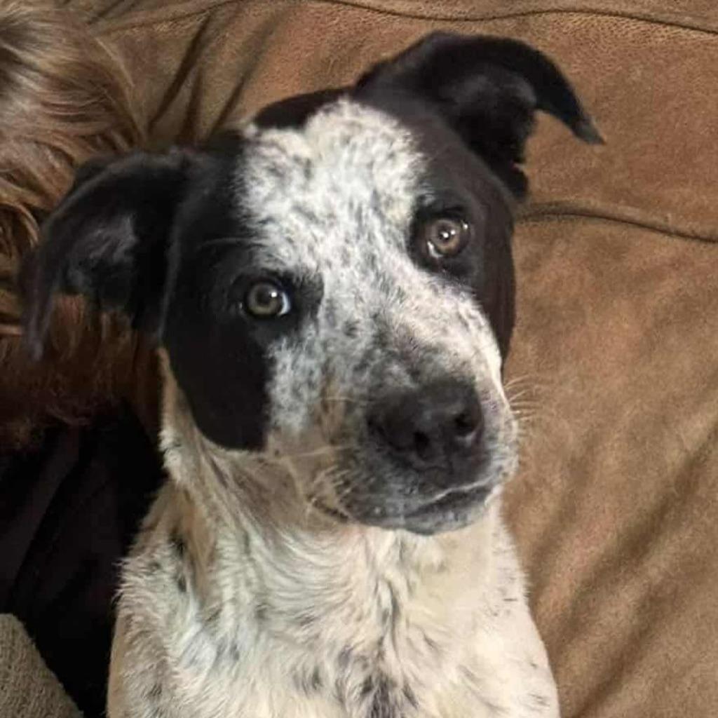 Picasso, a Adoptable Australian Cattle Dog / Blue Heeler in sun prairie, WI image 1/2