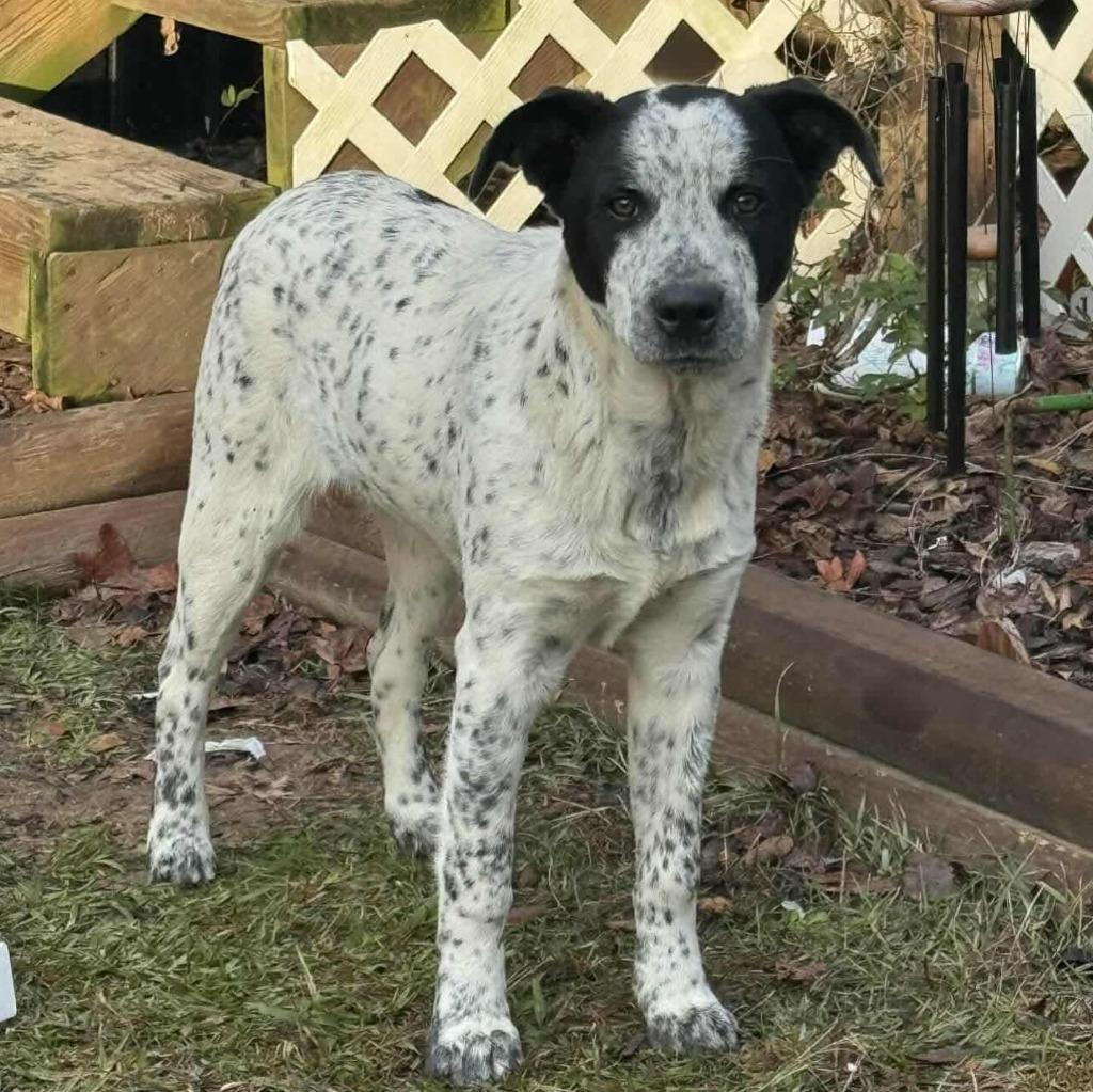 Picasso, a Adoptable Australian Cattle Dog / Blue Heeler in sun prairie, WI image 2/2