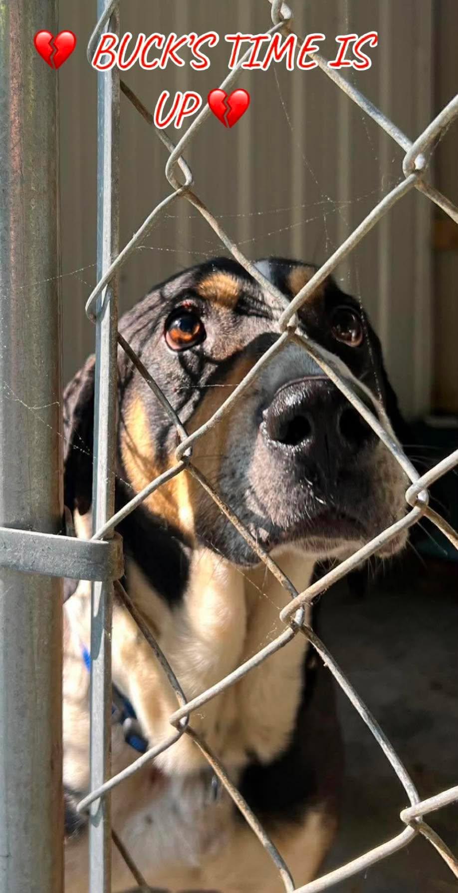Buck *Excellent, easy dog!*, a Adopted Hound in Crystal, MN image 1/3