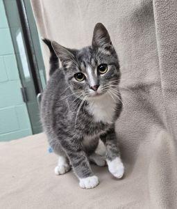 Ted, a Adoptable Domestic Short Hair in Bucyrus, OH image 2/3