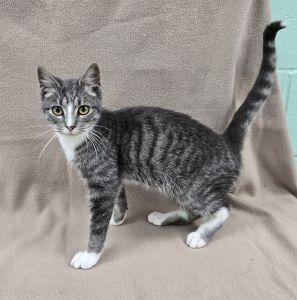 Ted, Adoptable, Young Male Domestic Short Hair.