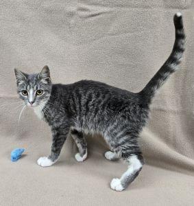 Ted, a Adoptable Domestic Short Hair in Bucyrus, OH image 3/3