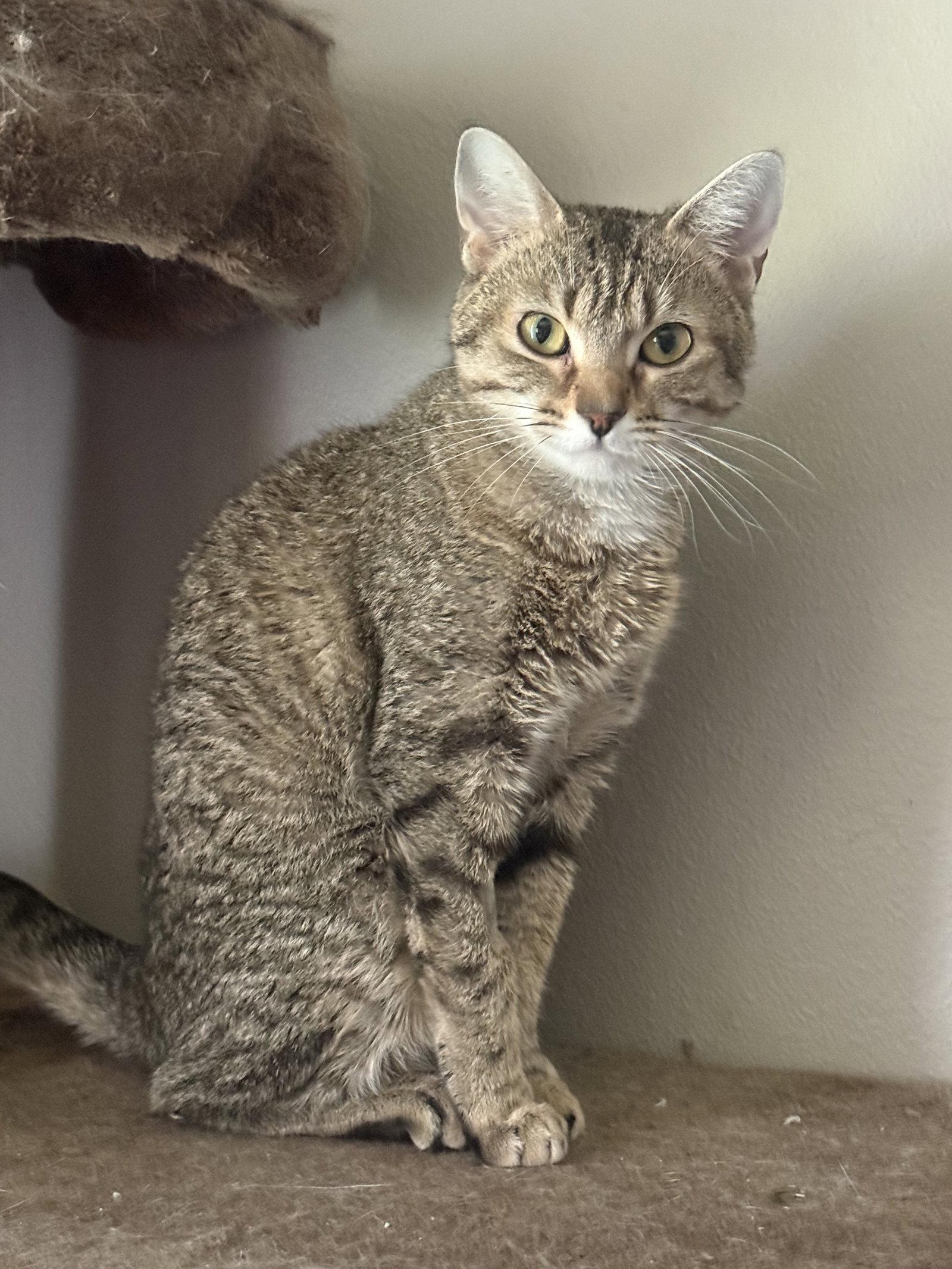 Susan, Adoptable, Young Female Domestic Short Hair.