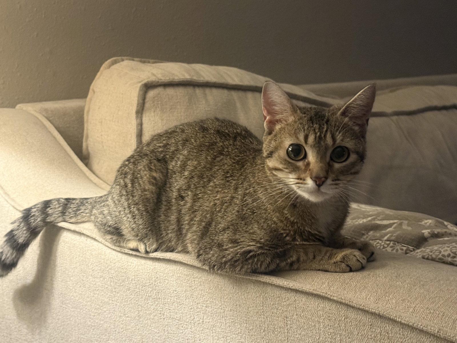 Susan, a Adoptable Domestic Short Hair in Fenton, MO image 2/3