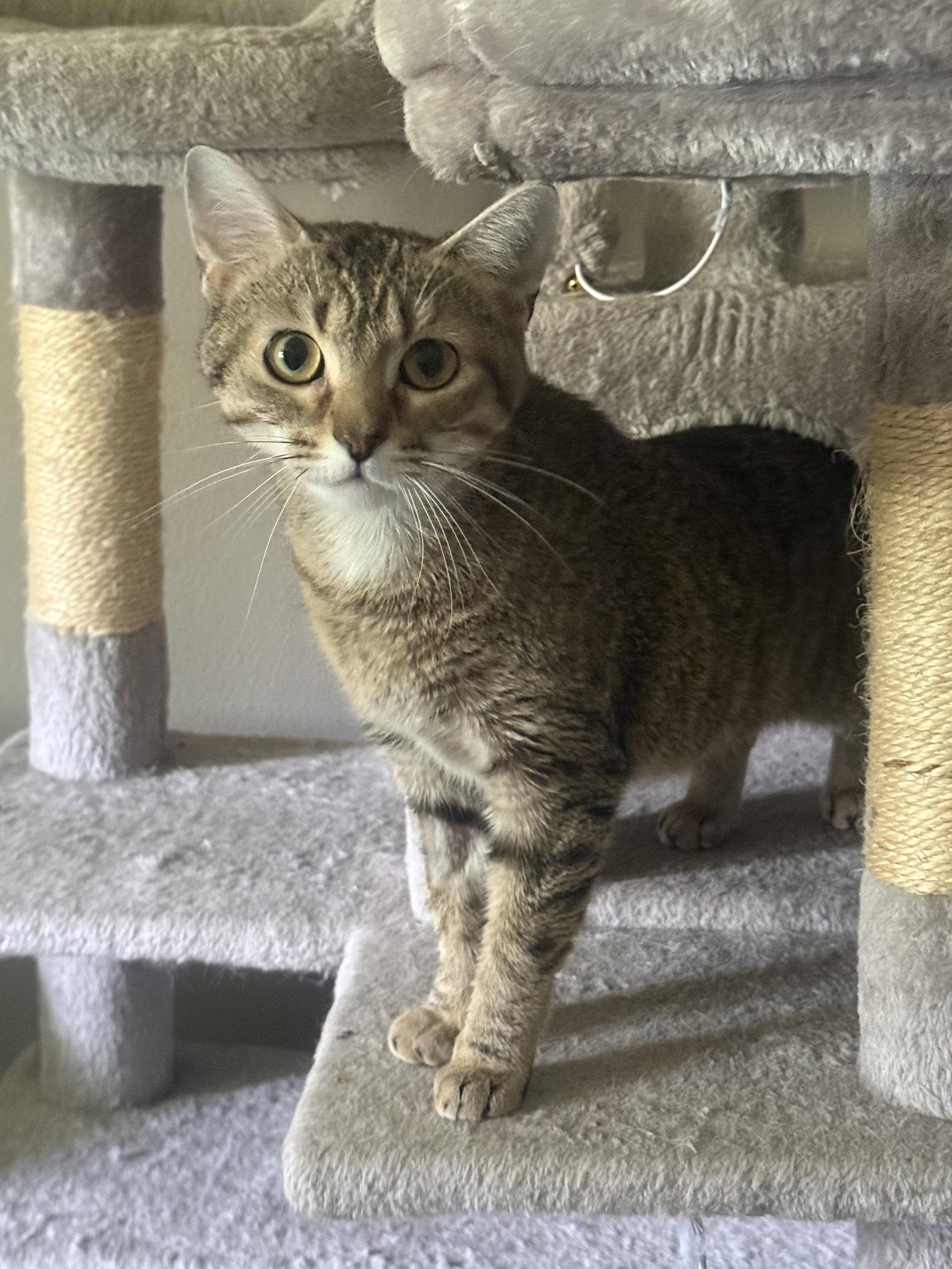 Susan, a Adoptable Domestic Short Hair in Fenton, MO image 3/3