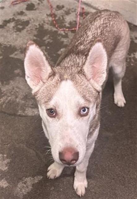 Enlarge PIZZA POCKET, a Adoptable Siberian Husky in Sacramento, CA image 1/1
