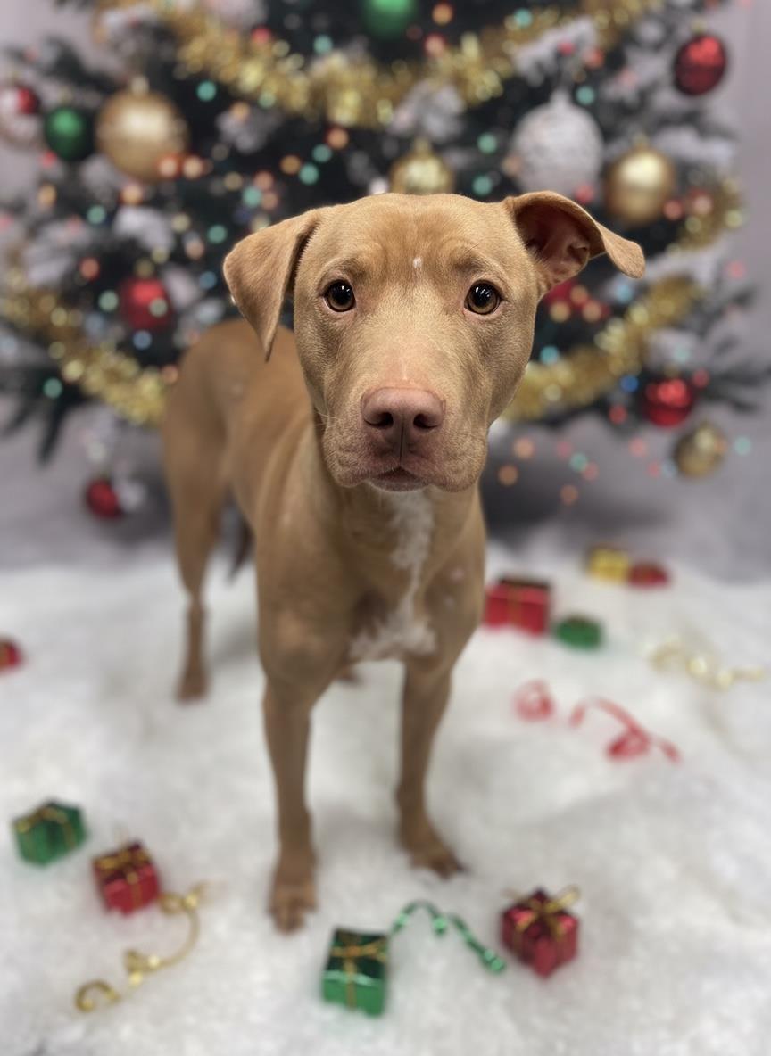 HOLLY, Adoptable, Young Female Pit Bull Terrier.