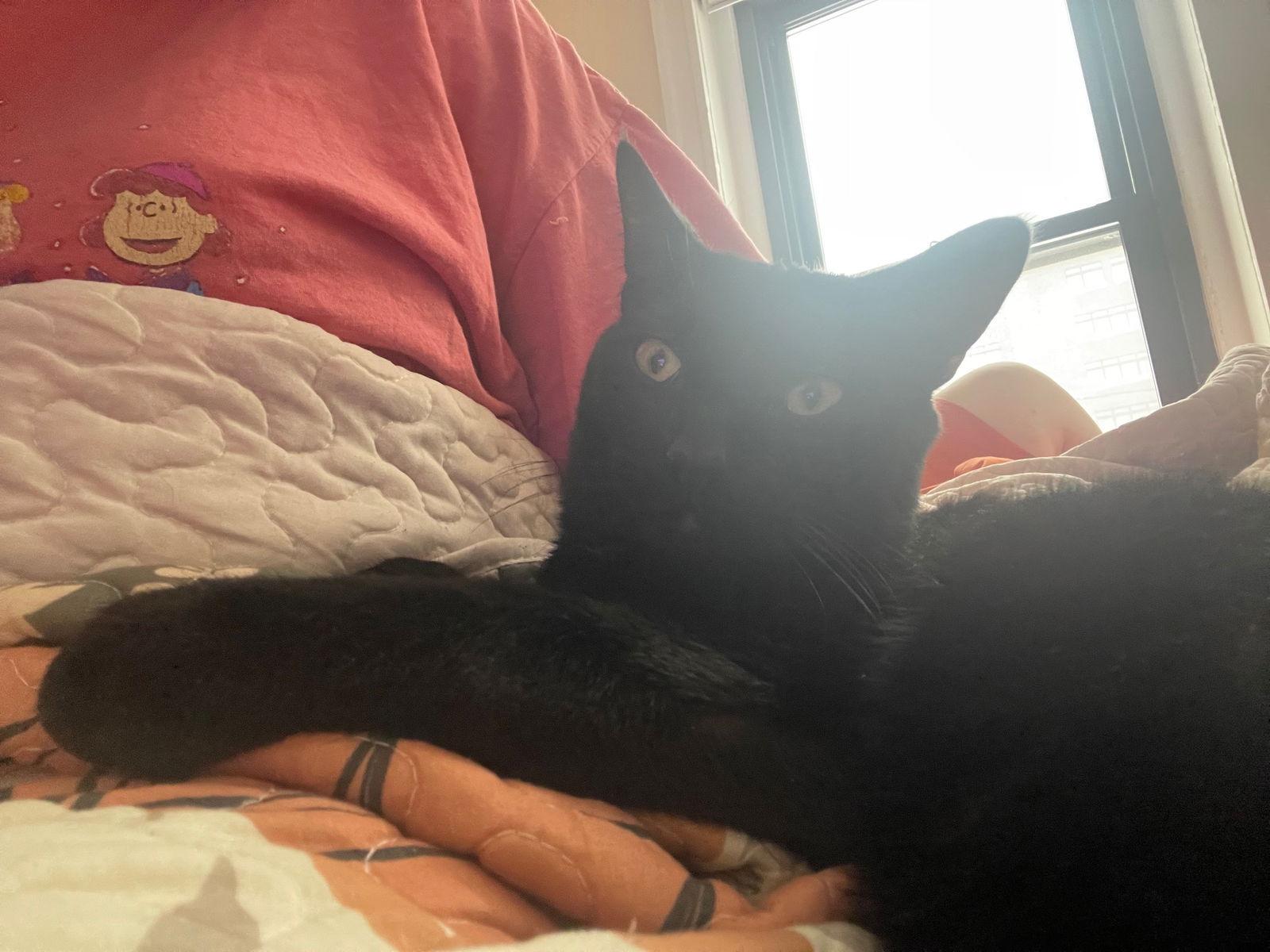 Fallow, Adopted, Young Male Domestic Short Hair.