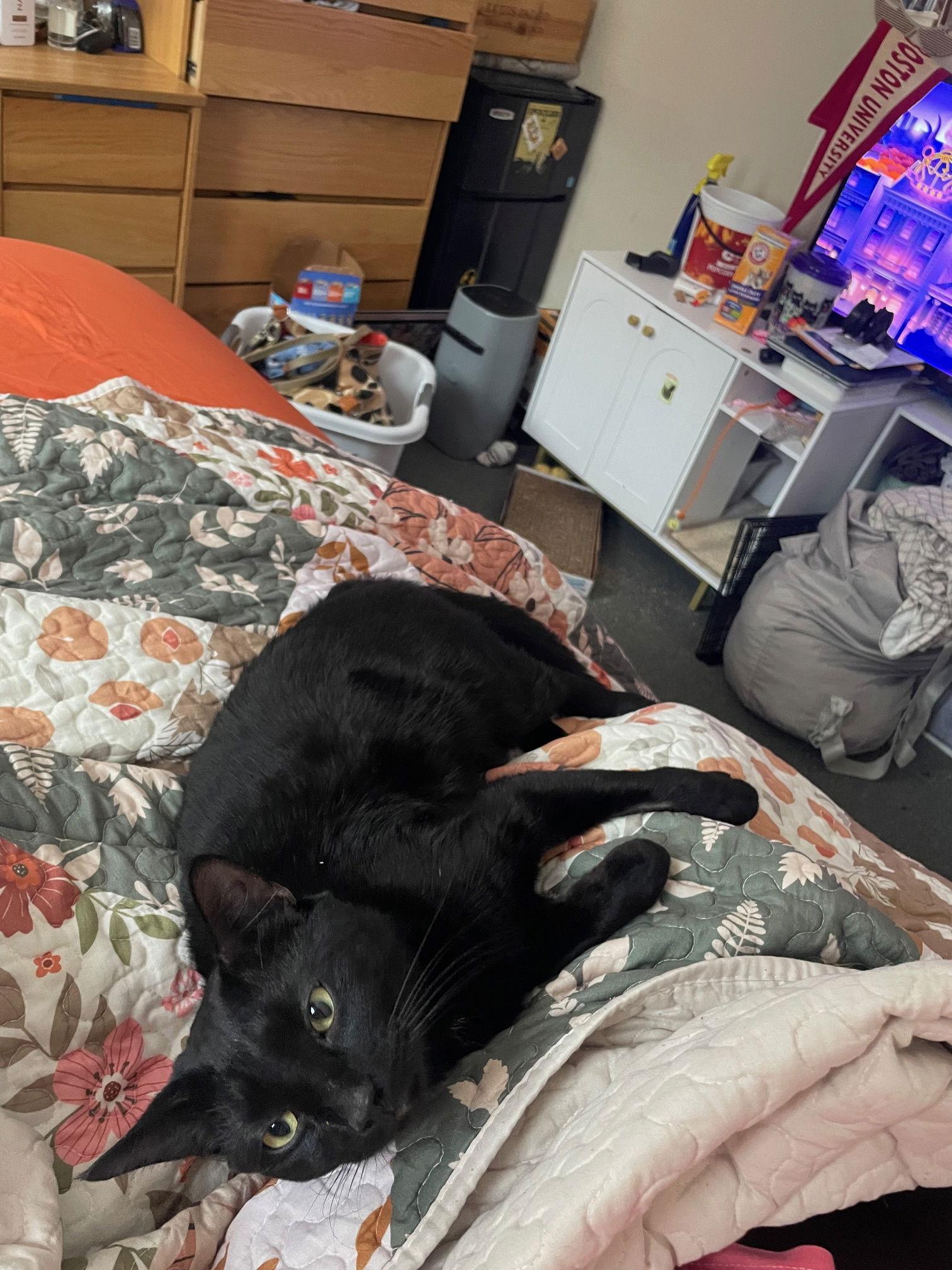 Enlarge Fallow, a Adopted Domestic Short Hair in Somerville, MA image 2/3