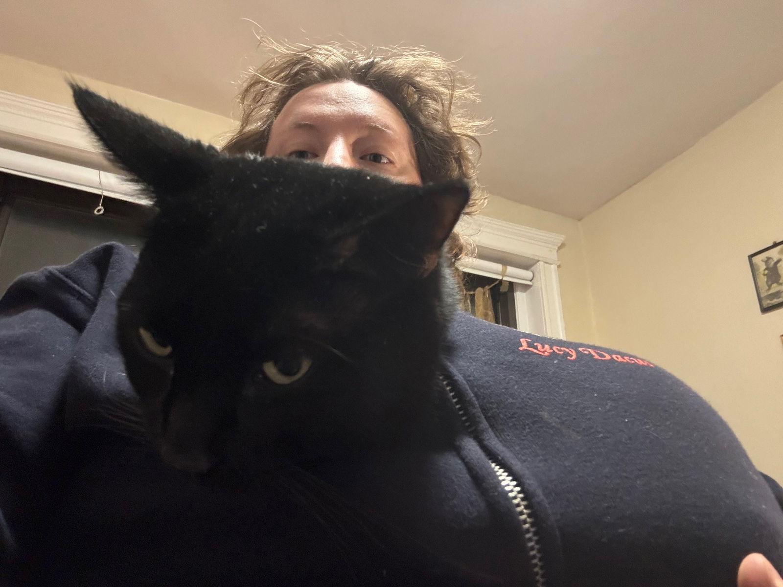 Enlarge Fallow, a Adopted Domestic Short Hair in Somerville, MA image 3/3