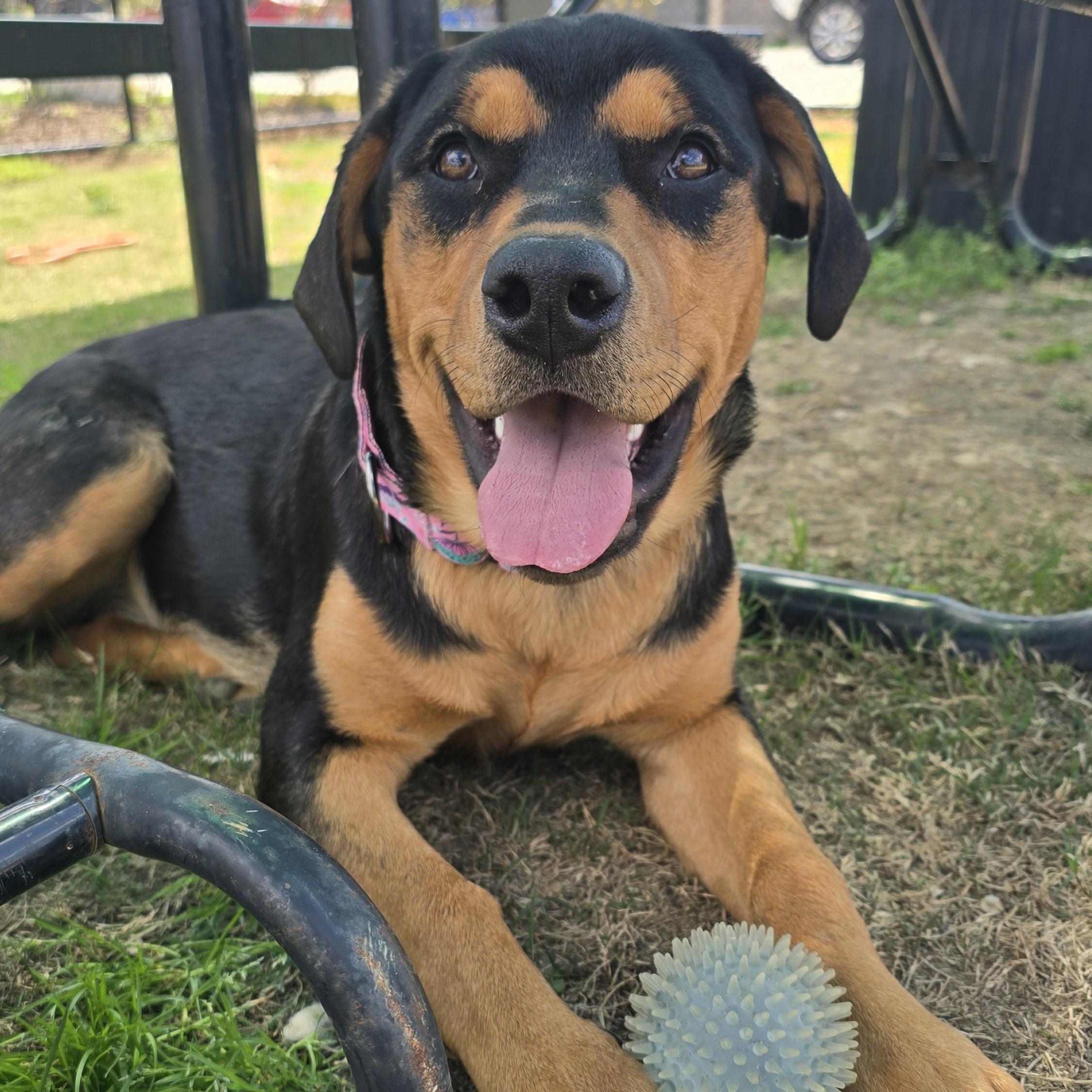 Enlarge Posie, a ADOPTABLE mixed breed in Nashville, TN image 4/6