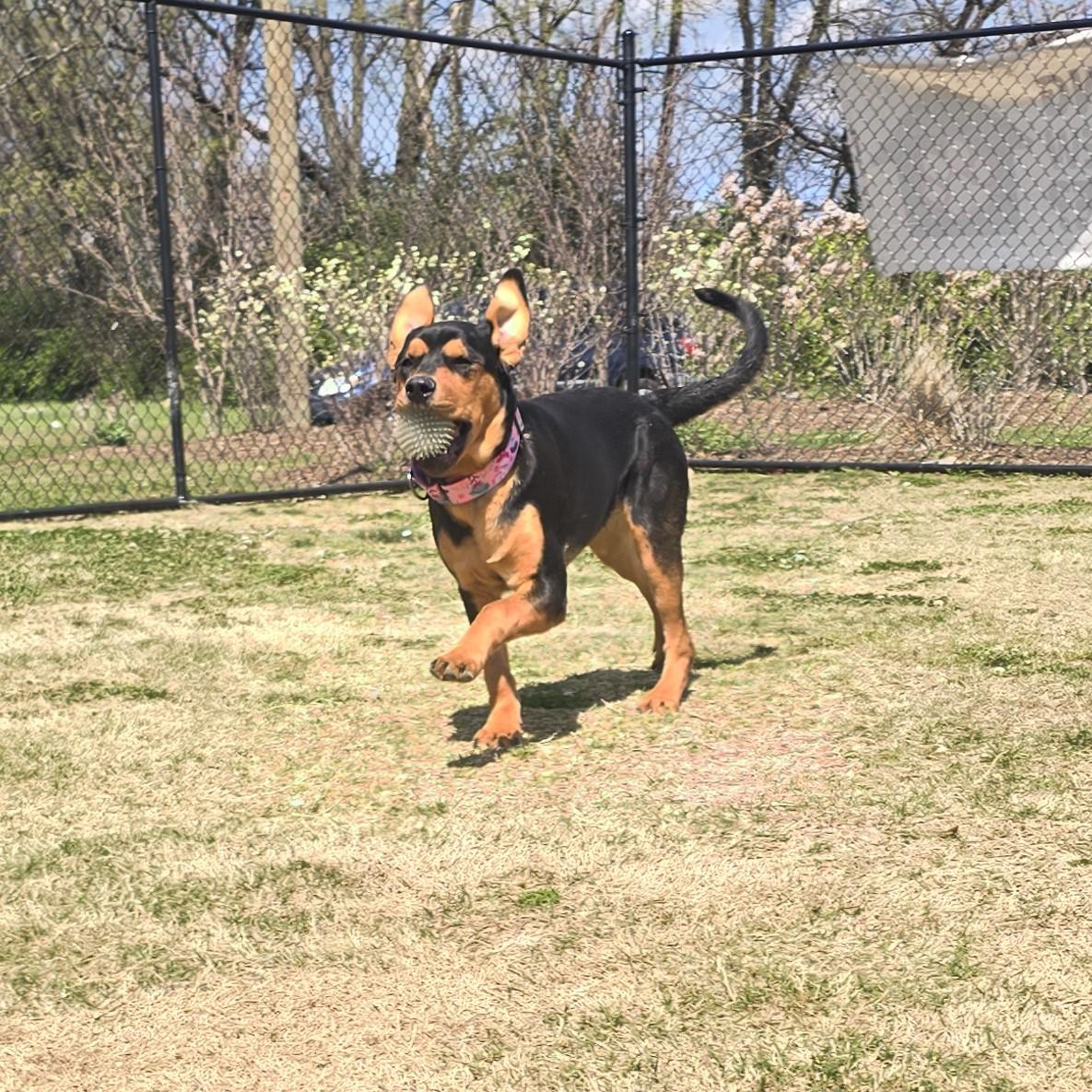 Enlarge Posie, a ADOPTABLE mixed breed in Nashville, TN image 5/6