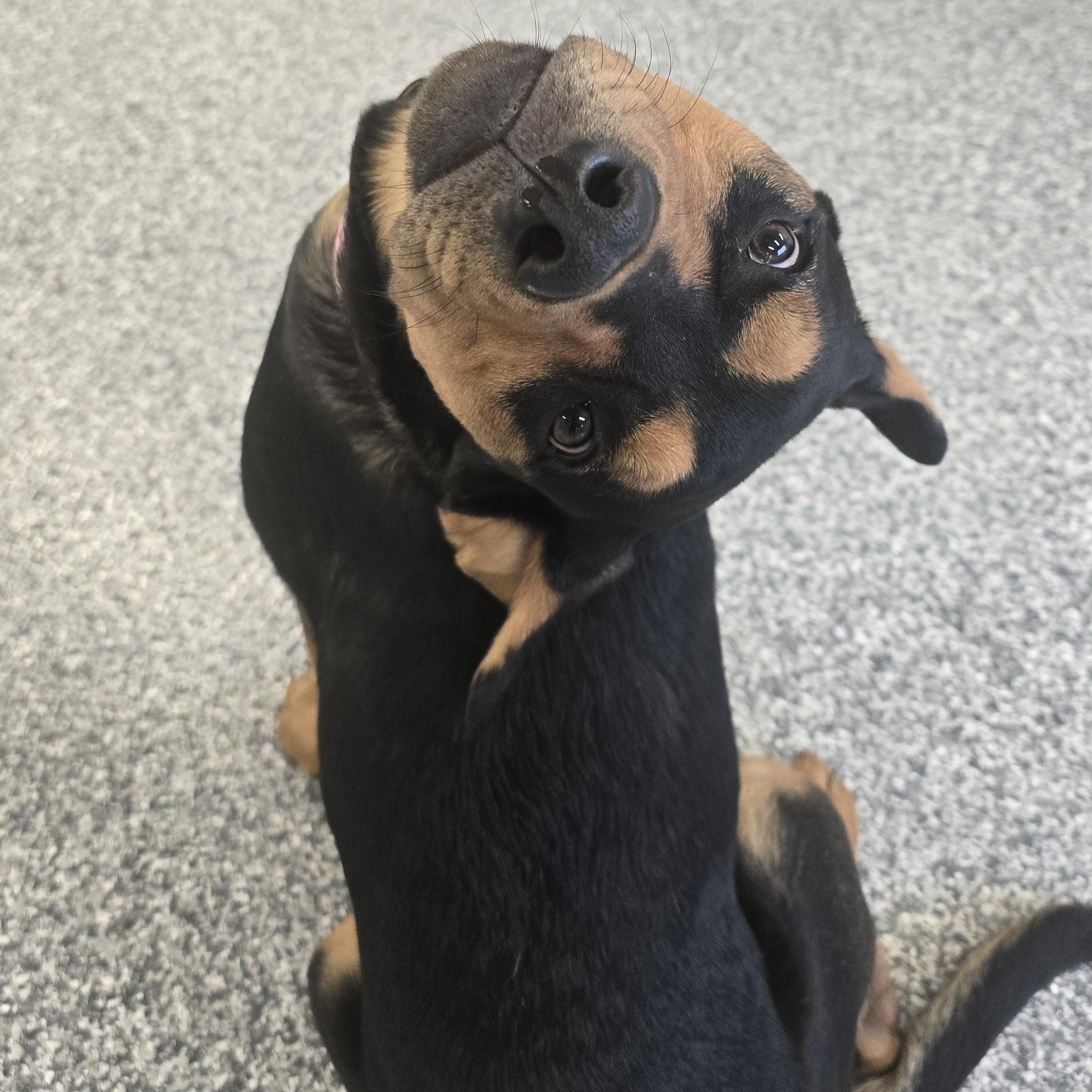 Enlarge Posie, a ADOPTABLE mixed breed in Nashville, TN image 6/6