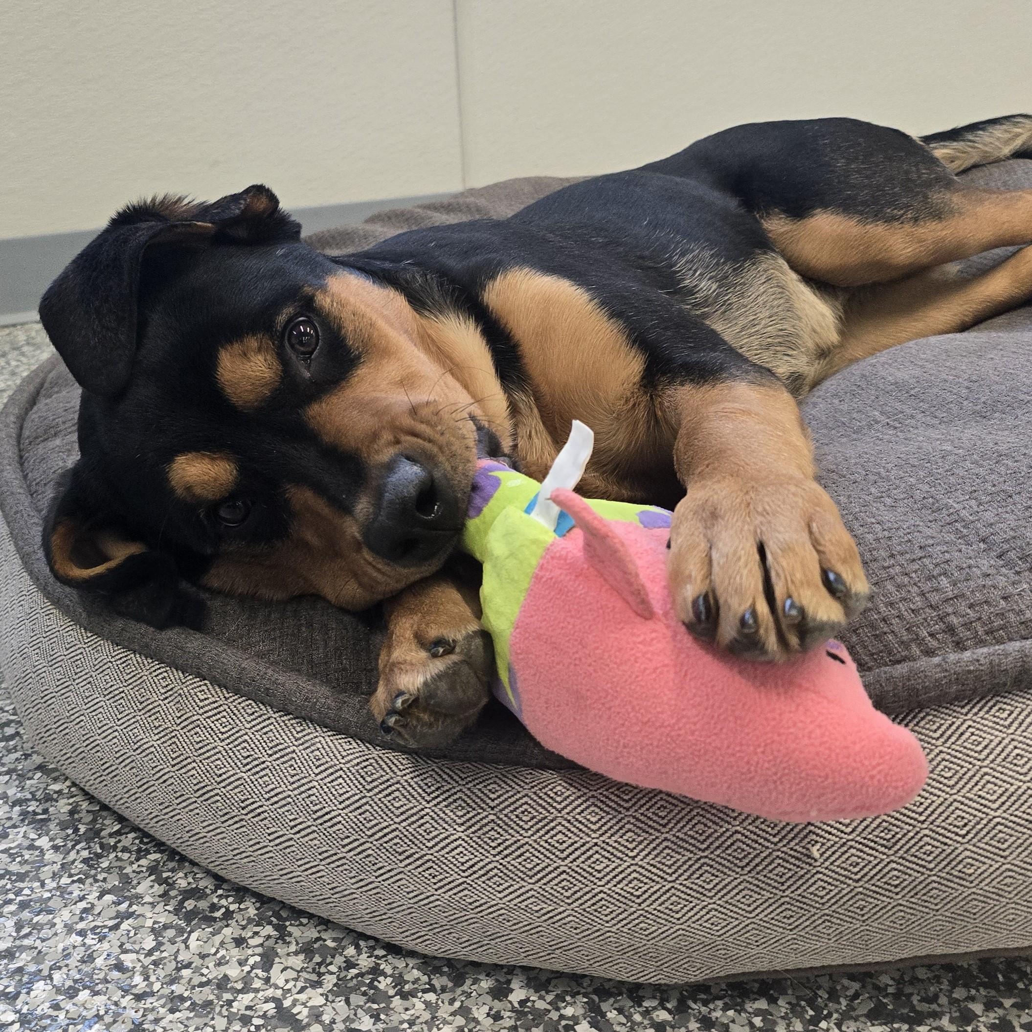 Enlarge Posie, a ADOPTABLE mixed breed in Nashville, TN image 3/6