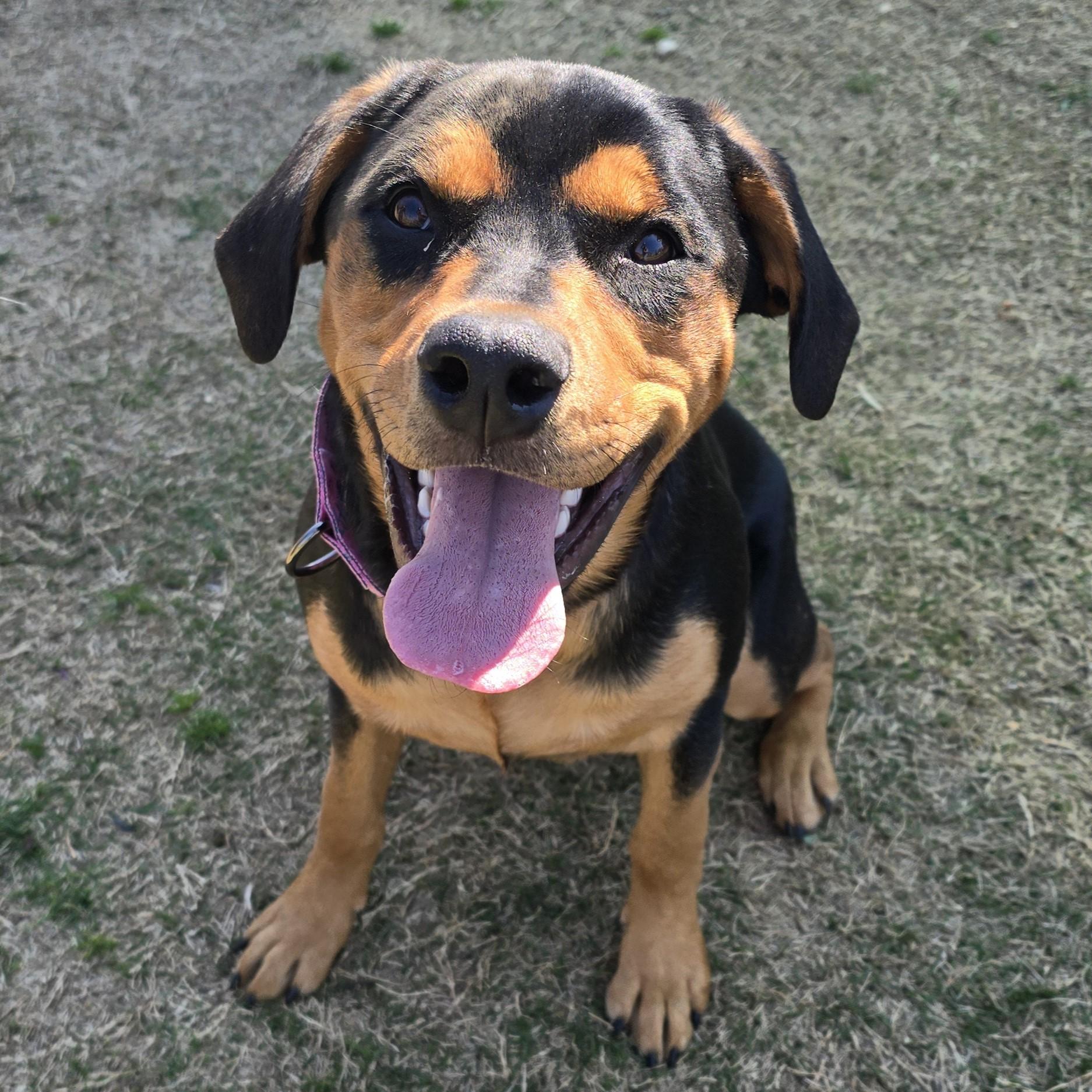 Enlarge Posie, a ADOPTABLE mixed breed in Nashville, TN image 1/6