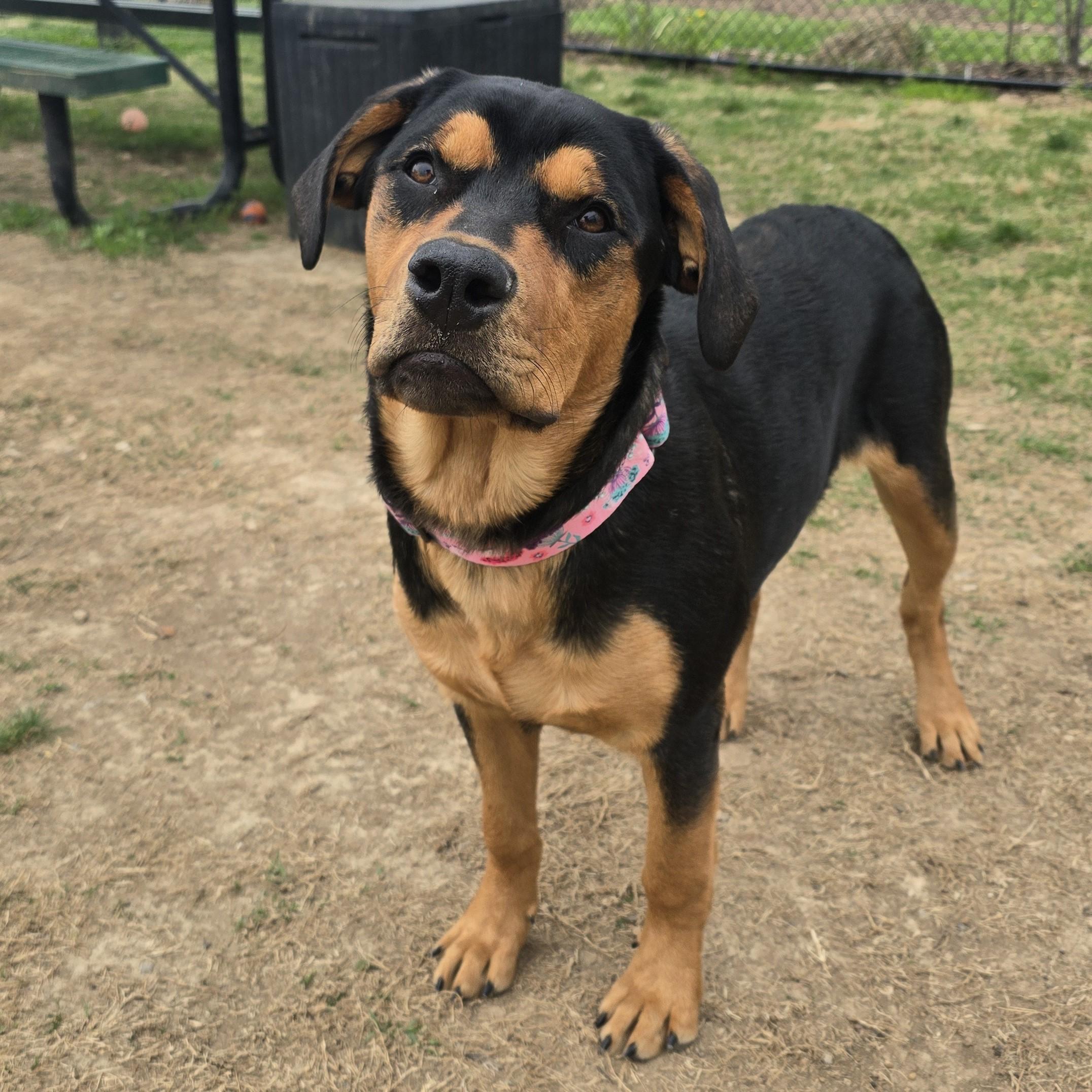 Enlarge Posie, a ADOPTABLE mixed breed in Nashville, TN image 2/6