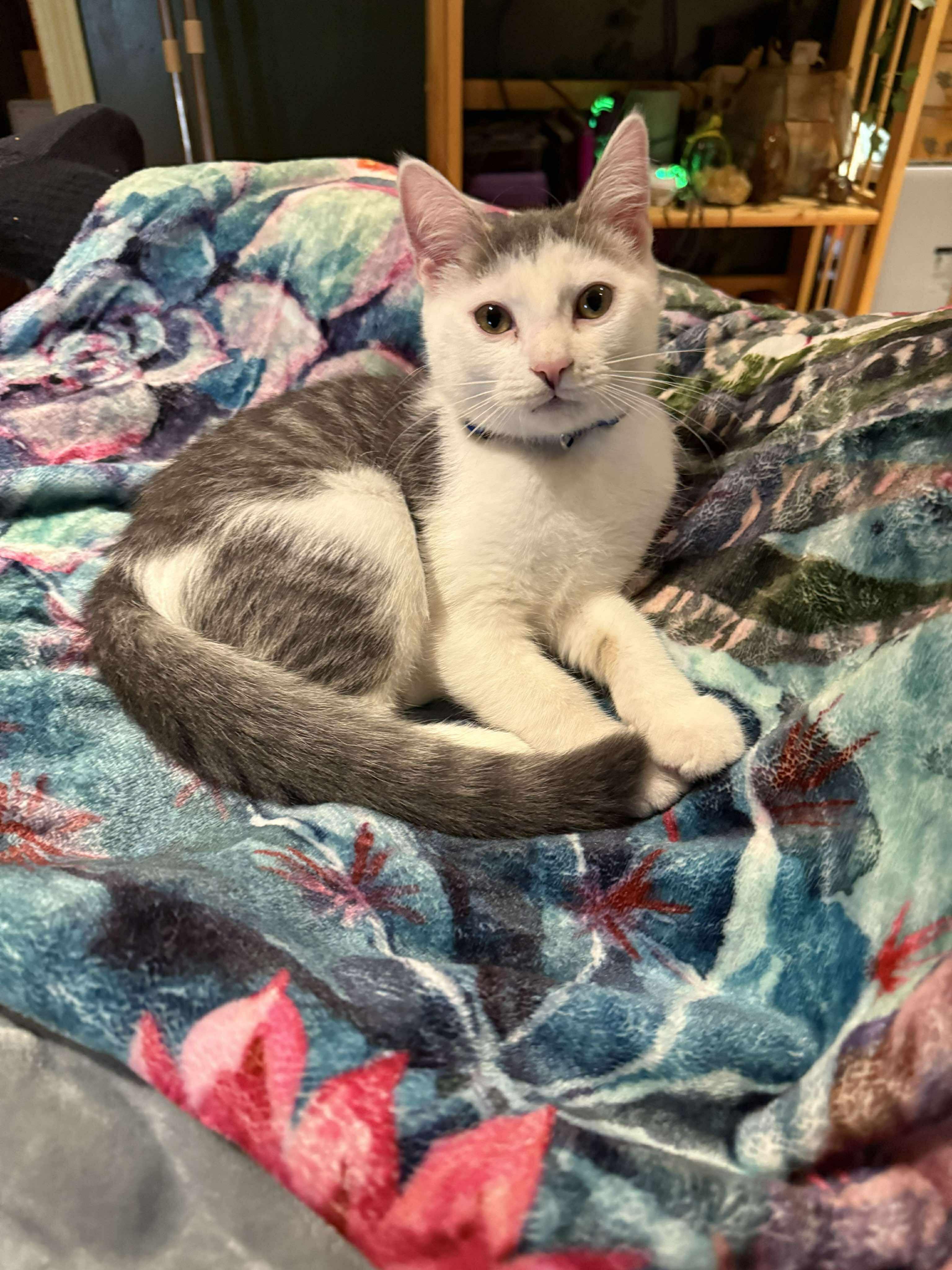 Bernie, a Adoptable Domestic Short Hair in Manchester, CT image 1/3