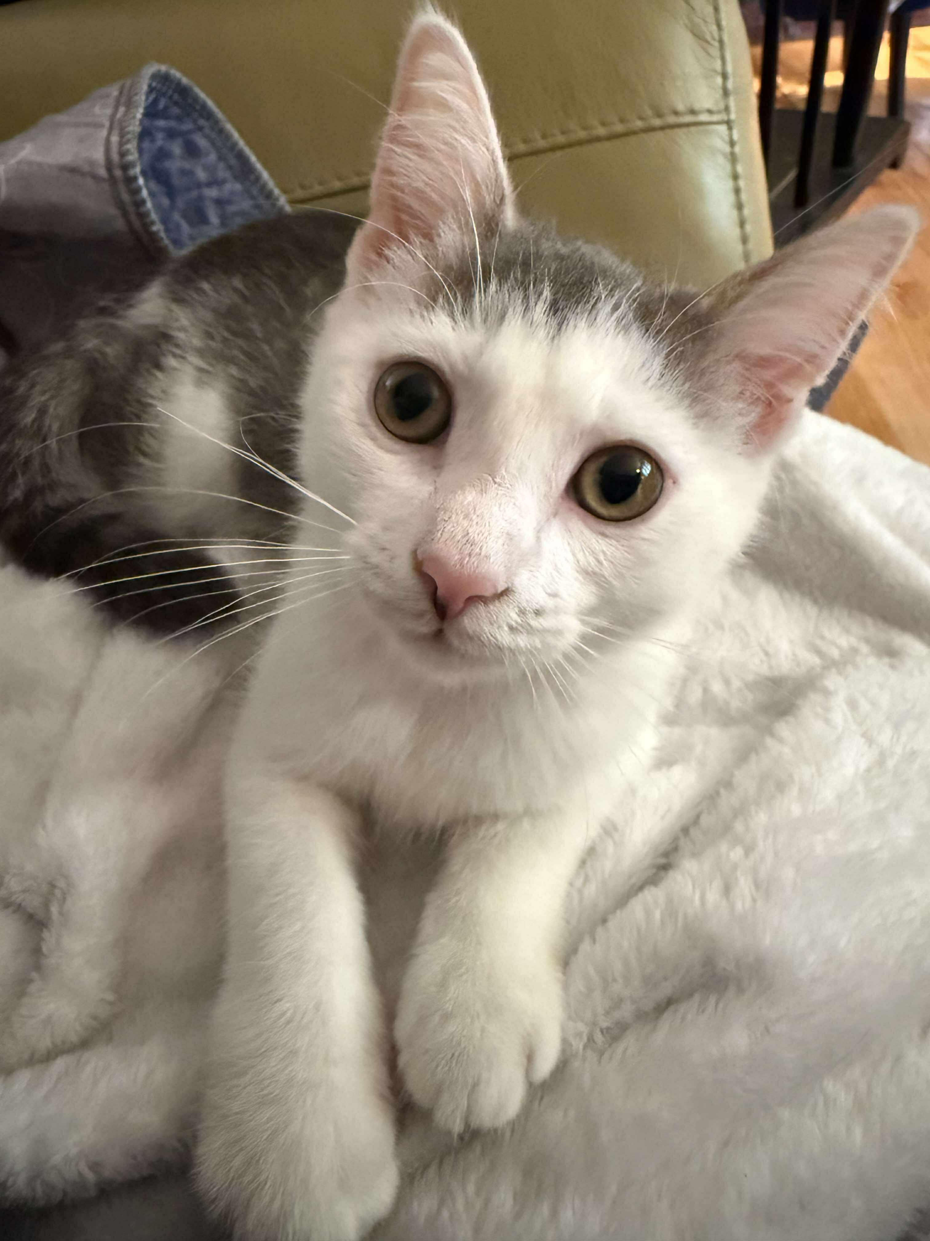 Bernie, a Adoptable Domestic Short Hair in Manchester, CT image 2/3
