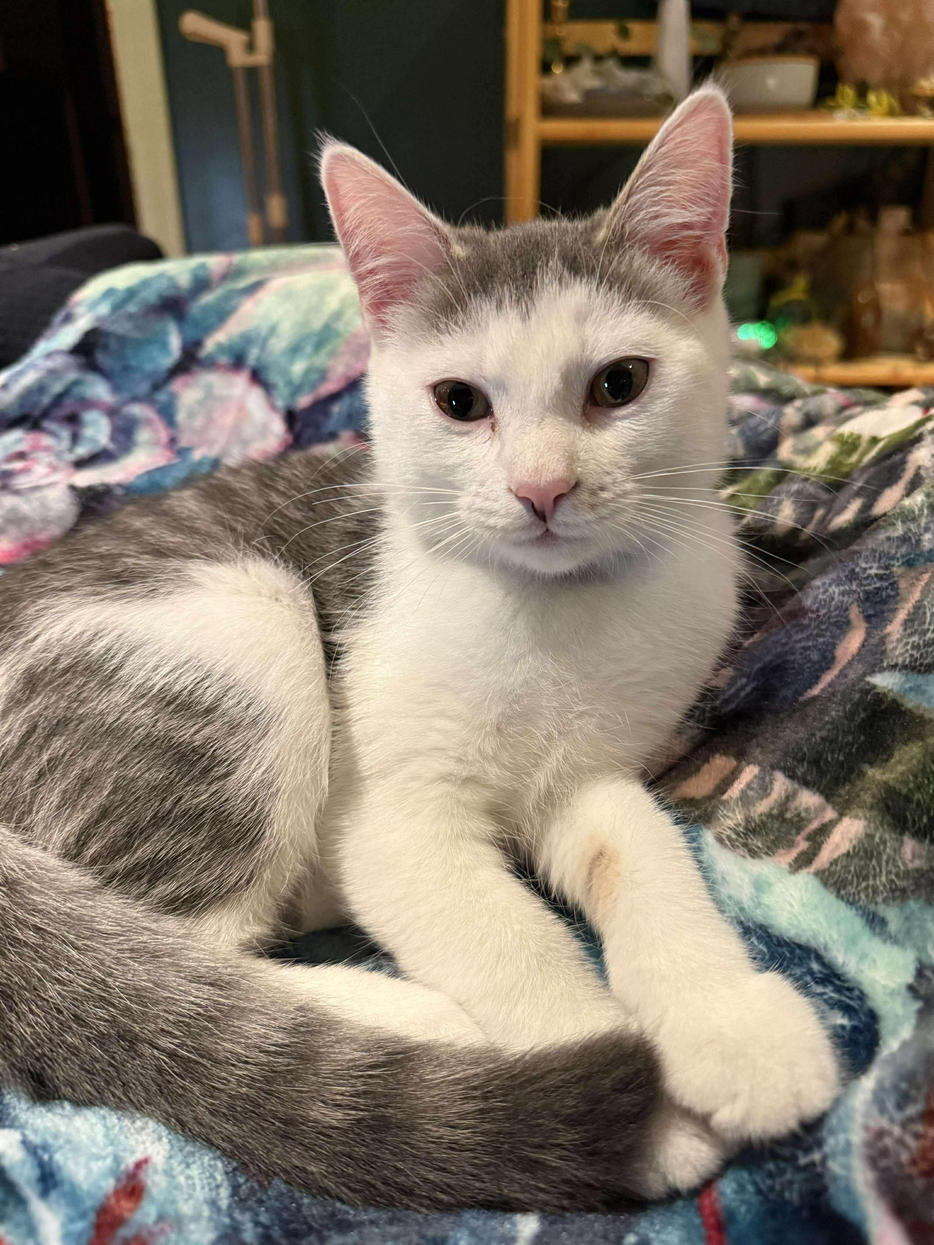 Bernie, a Adoptable Domestic Short Hair in Manchester, CT image 3/3