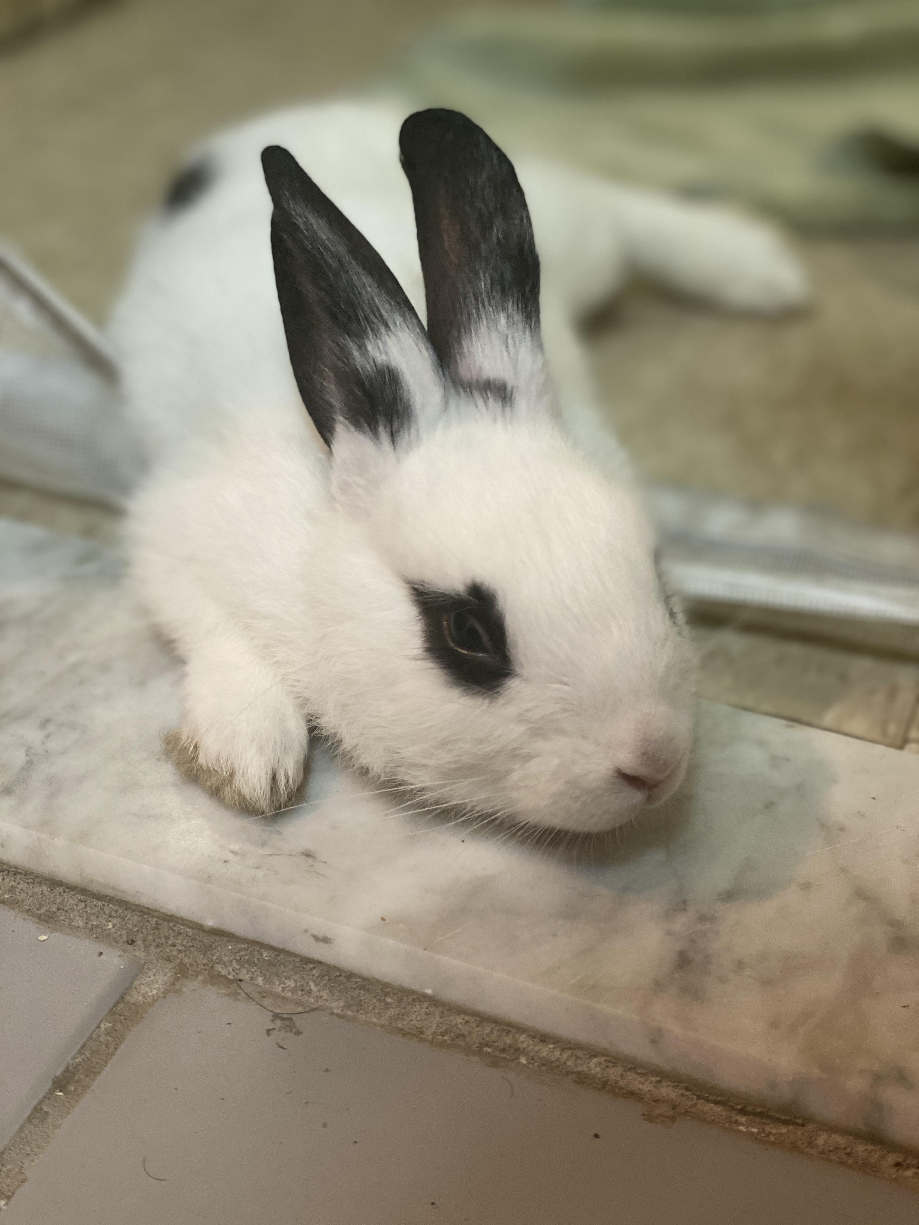 HARPER (YOUNG FEMALE), an adoptable mixed breed in Forest Hills, NY image 1/5