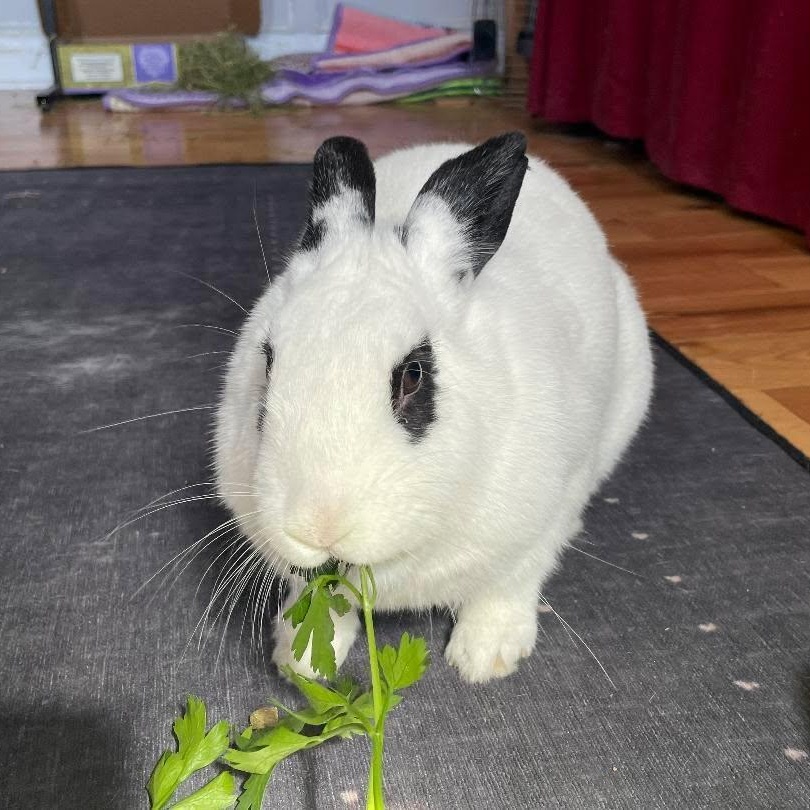 Enlarge HARPER , an adoptable mixed breed in Forest Hills, NY image 6/6
