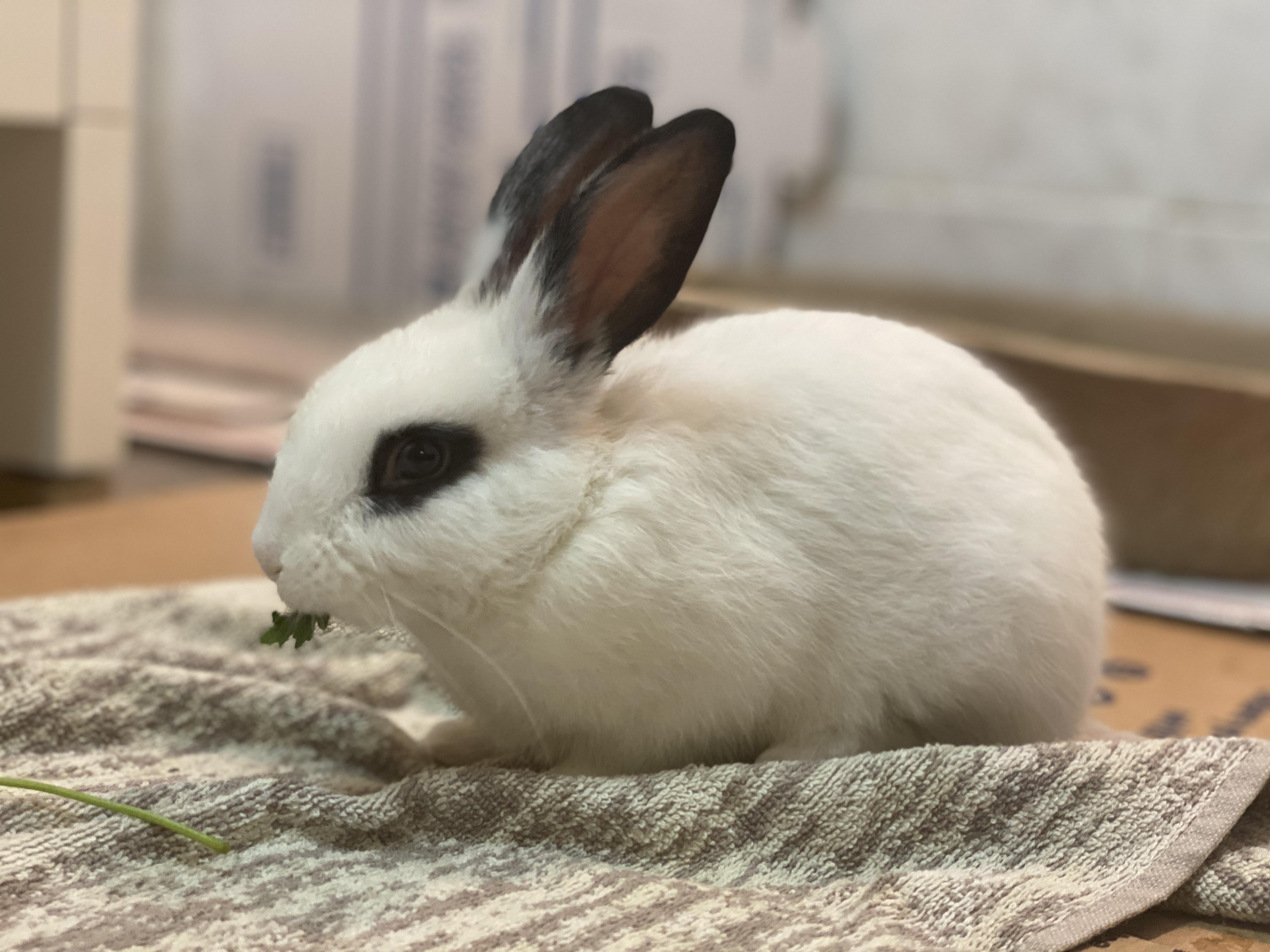 HARPER (YOUNG FEMALE), an adoptable mixed breed in Forest Hills, NY image 2/5