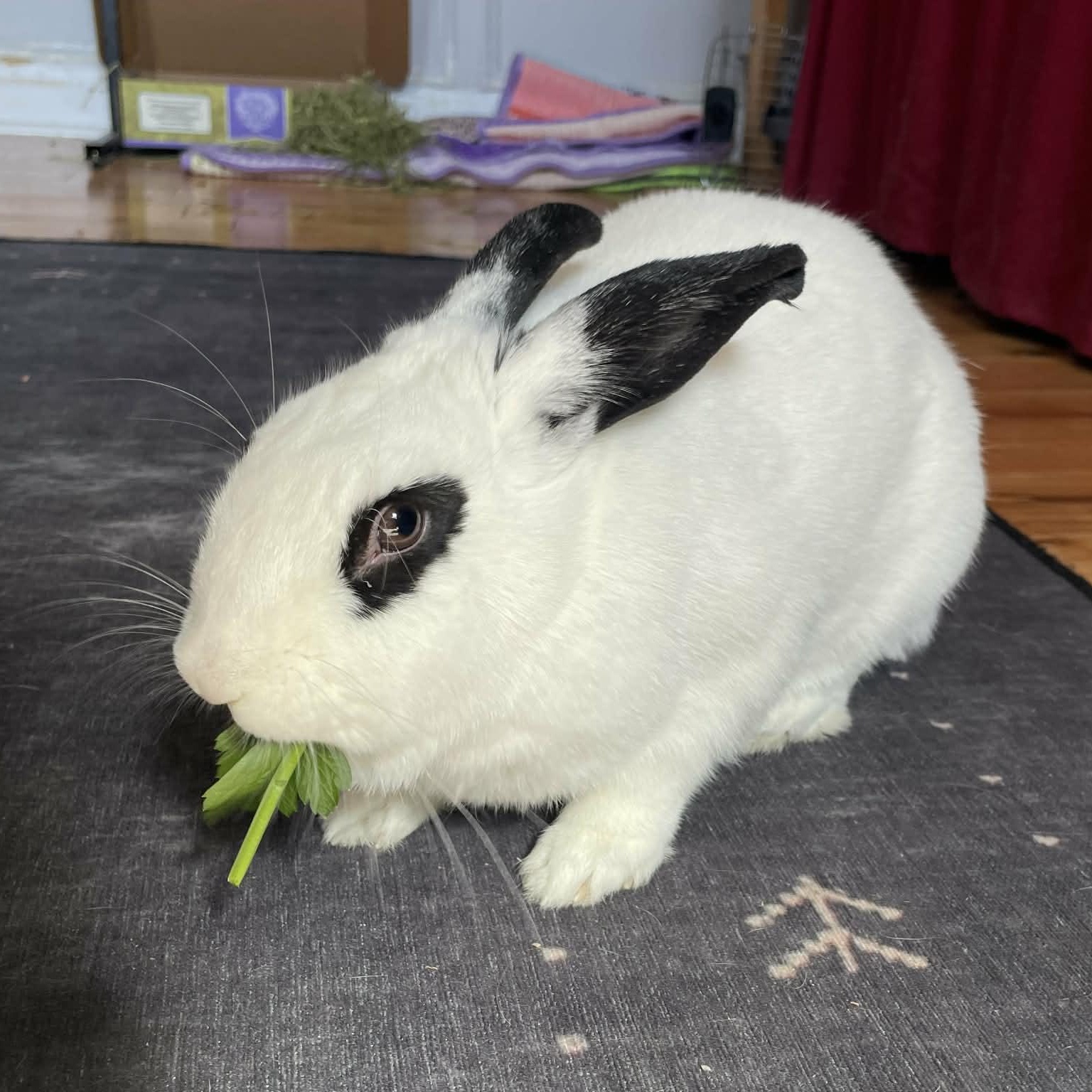 Enlarge HARPER , an adoptable mixed breed in Forest Hills, NY image 1/6