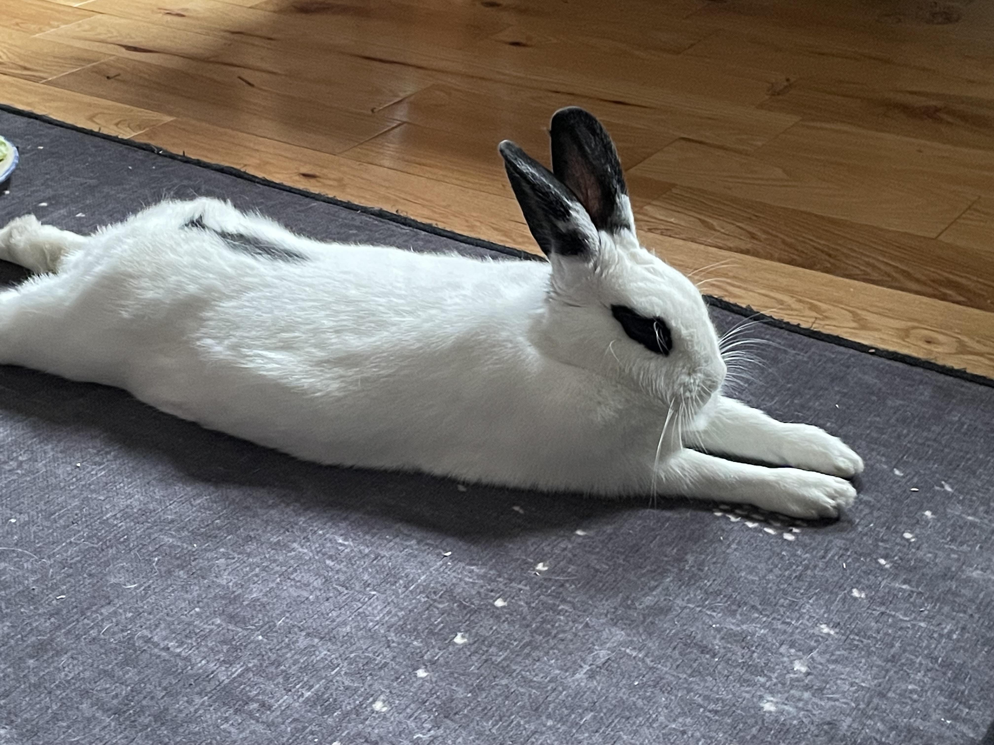 Enlarge HARPER , an adoptable mixed breed in Forest Hills, NY image 3/6