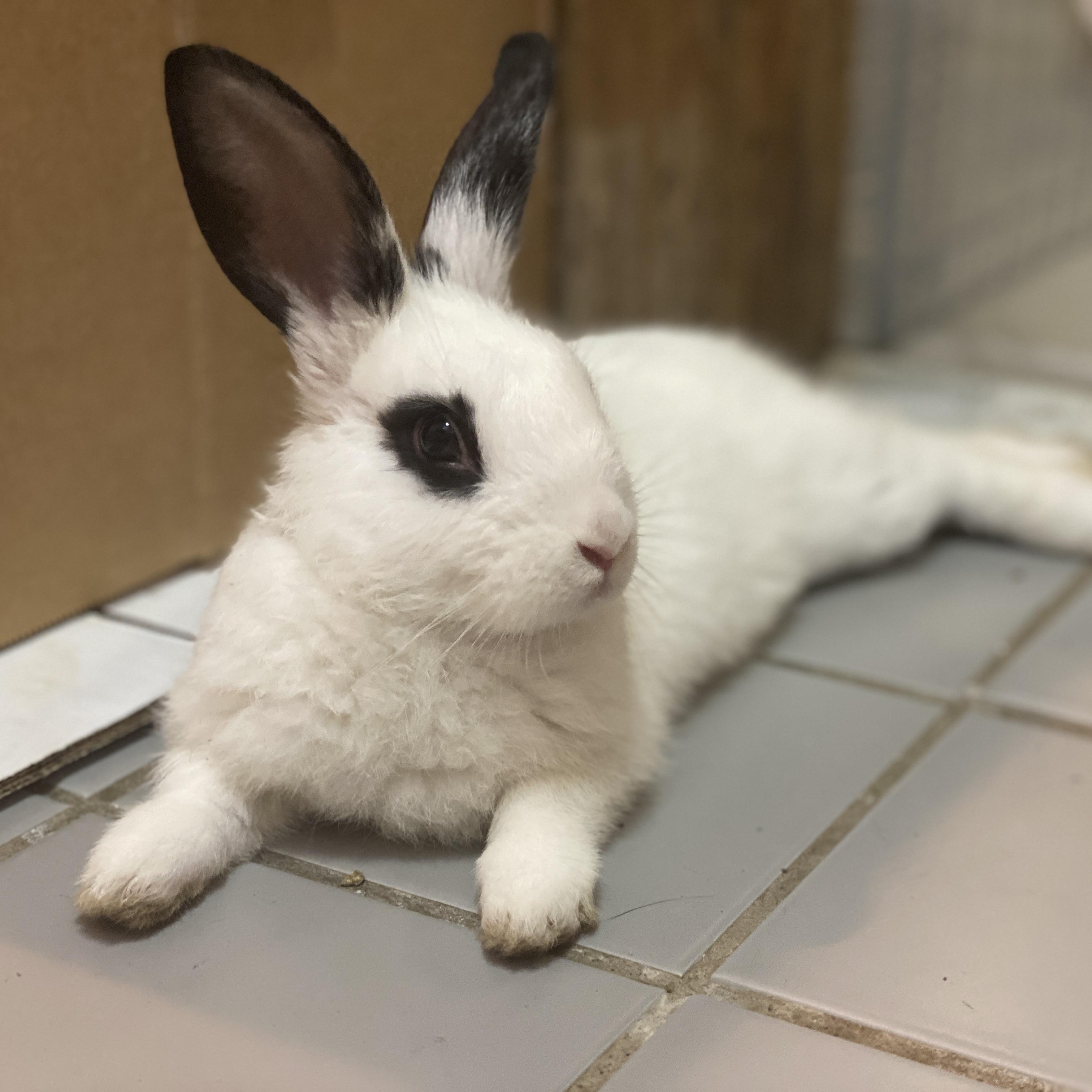 HARPER (YOUNG FEMALE), an adoptable mixed breed in Forest Hills, NY image 3/5