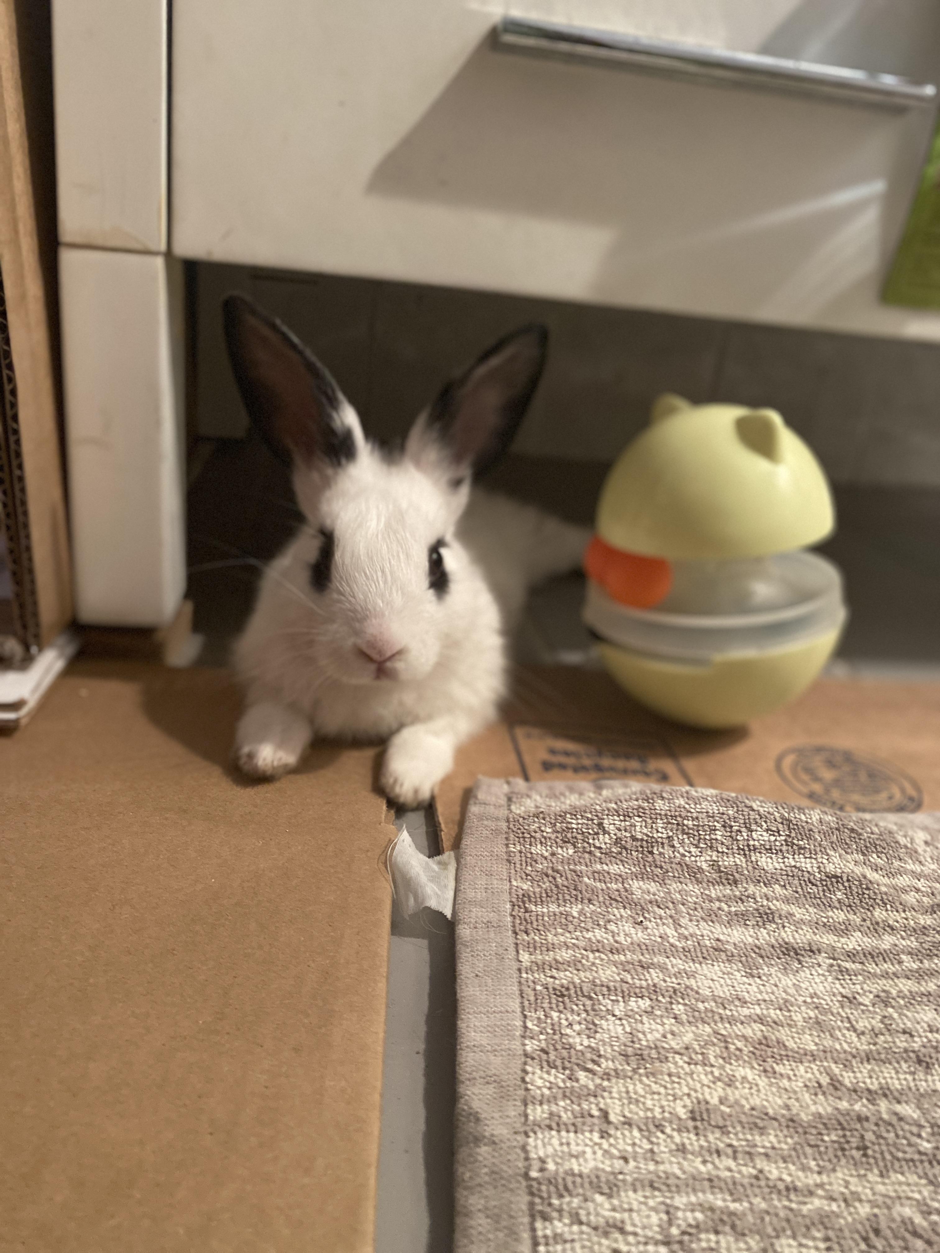 HARPER (YOUNG FEMALE), an adoptable mixed breed in Forest Hills, NY image 4/5