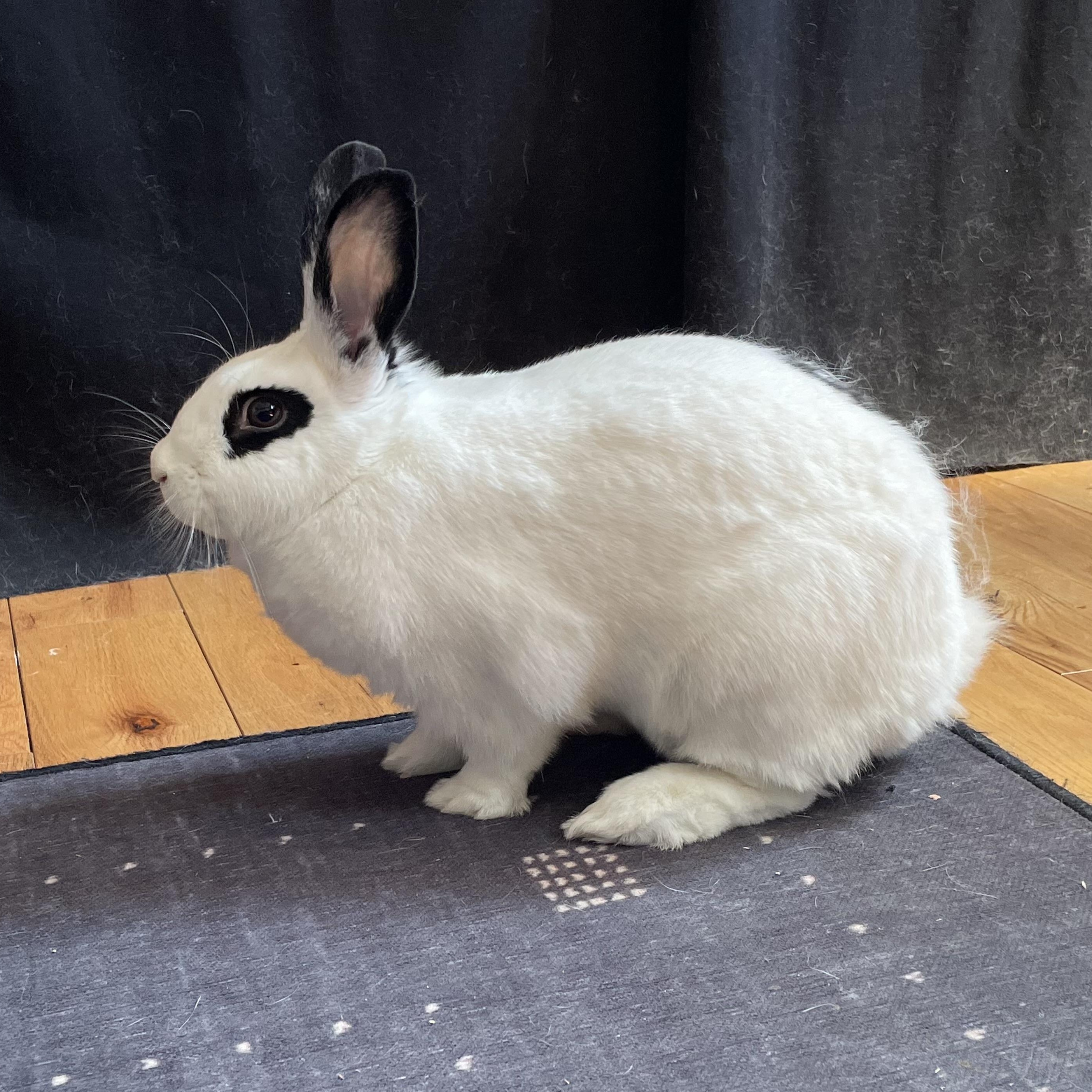 Enlarge HARPER , an adoptable mixed breed in Forest Hills, NY image 4/6