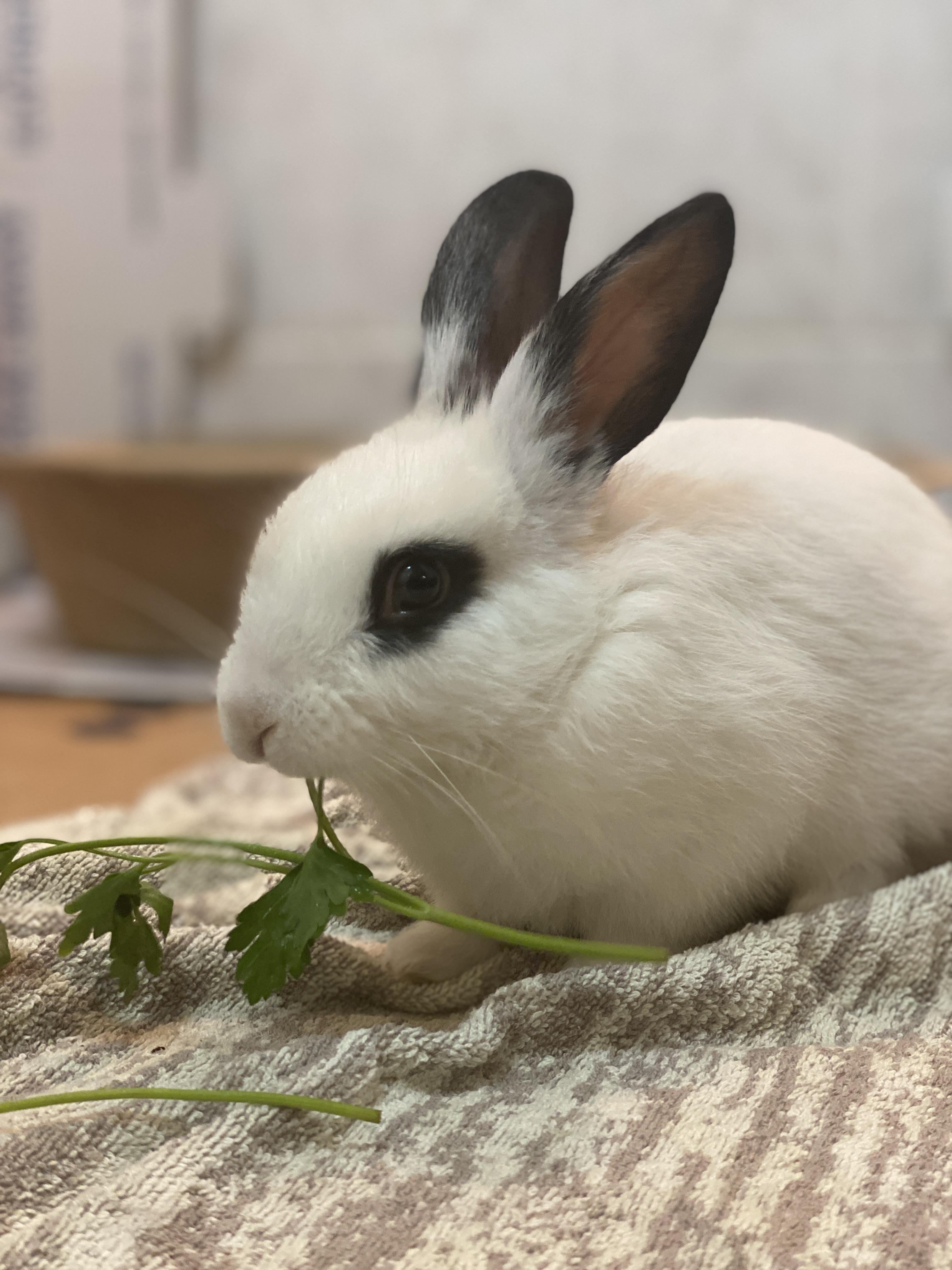 HARPER (YOUNG FEMALE) photo 2