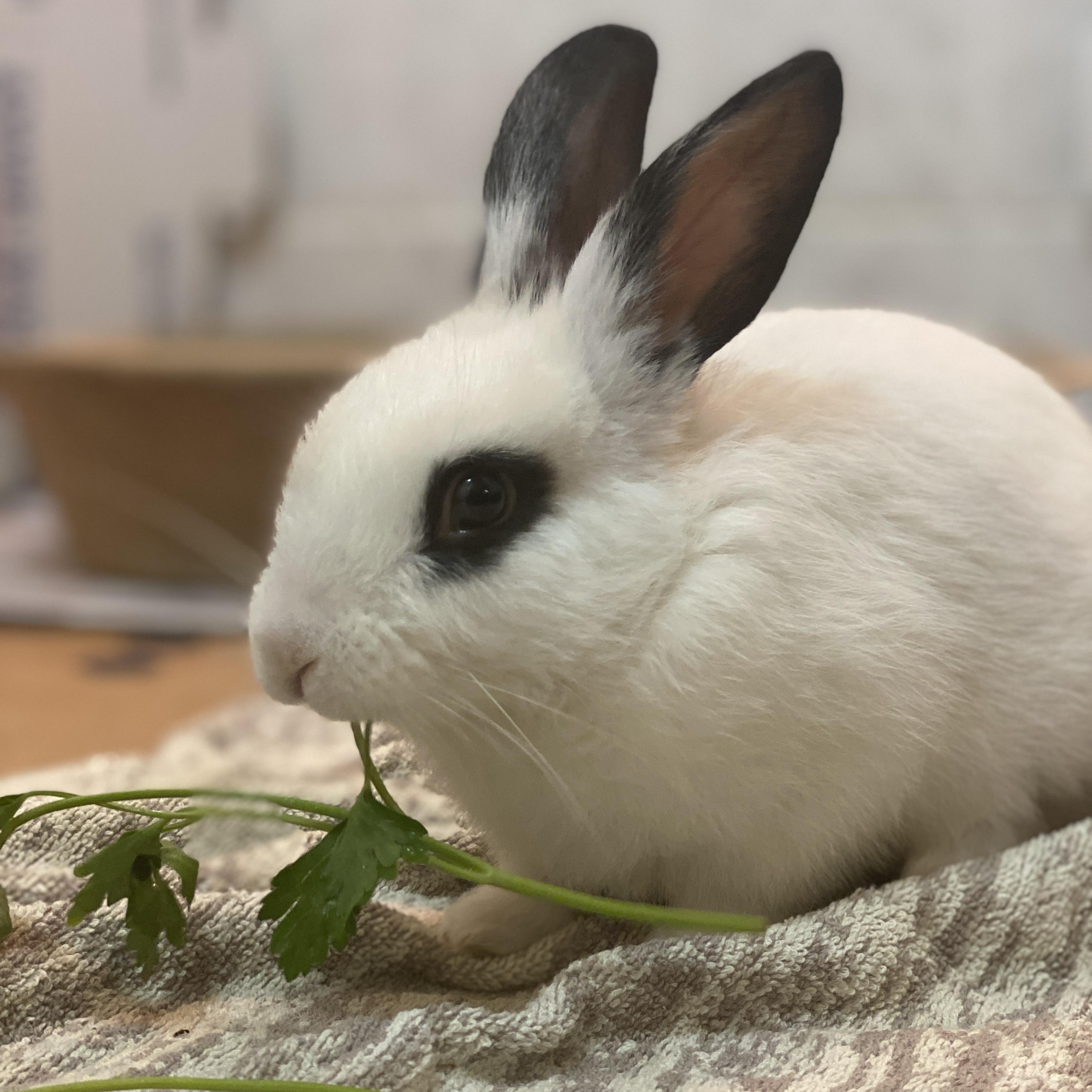 HARPER (YOUNG FEMALE), an adoptable mixed breed in Forest Hills, NY image 5/5