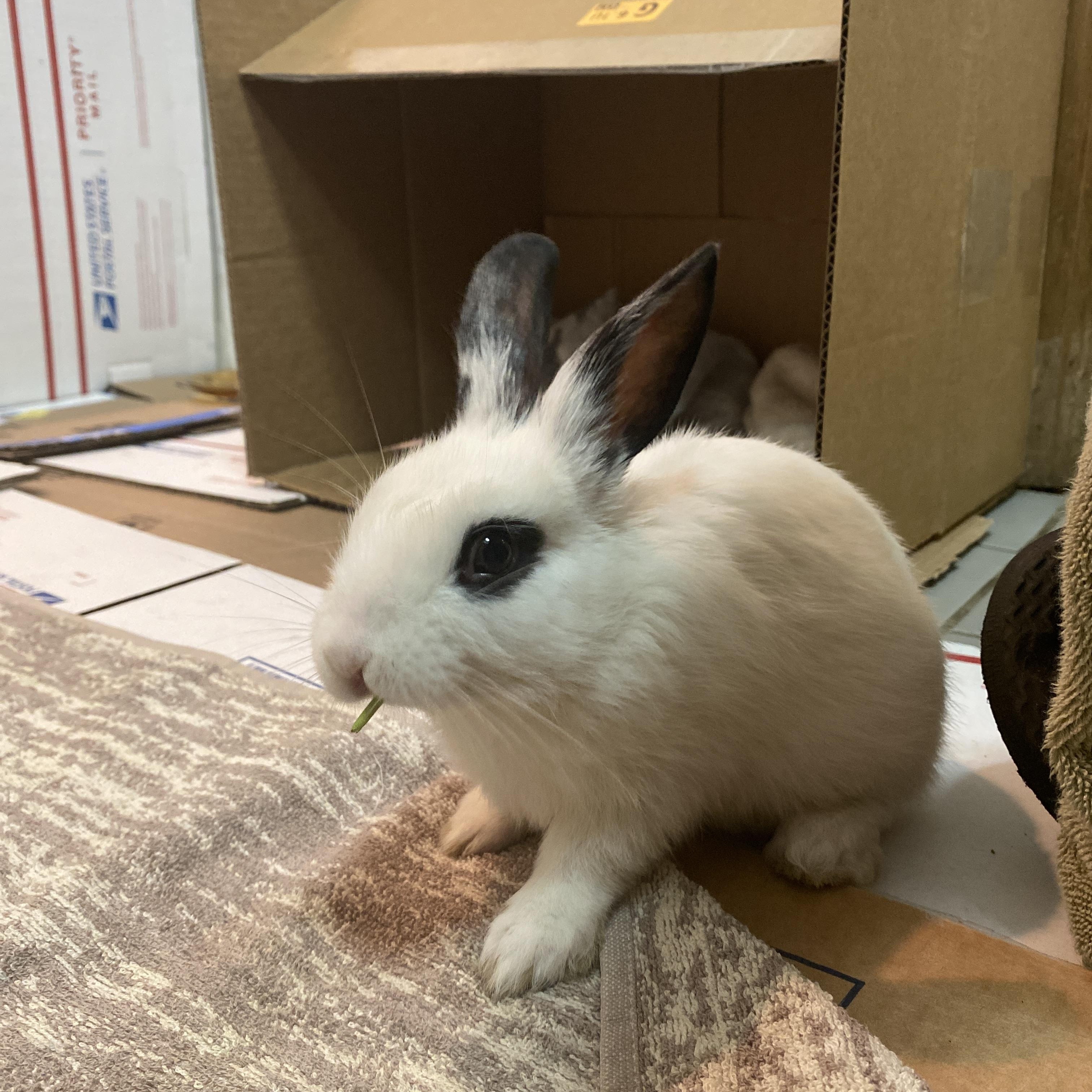 HARPER (YOUNG FEMALE) photo 3