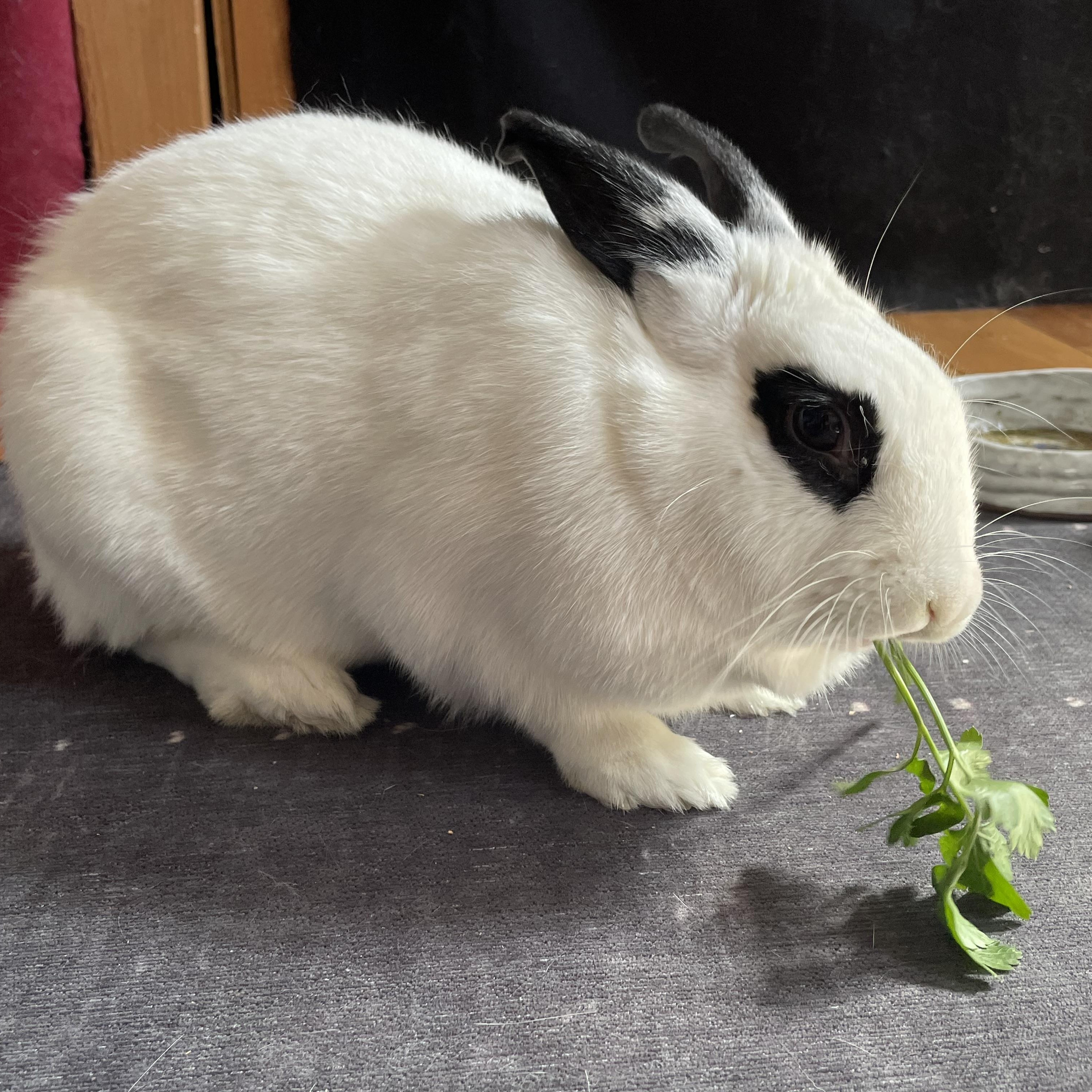 Enlarge HARPER , an adoptable mixed breed in Forest Hills, NY image 2/6