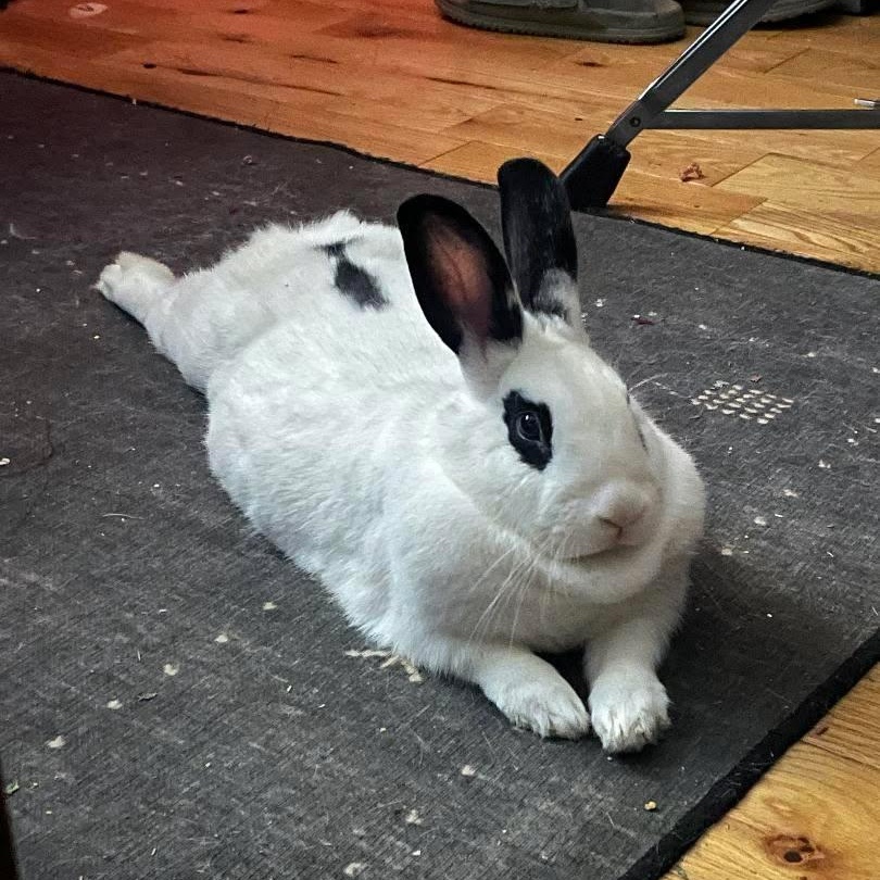 Enlarge HARPER , an adoptable mixed breed in Forest Hills, NY image 5/6