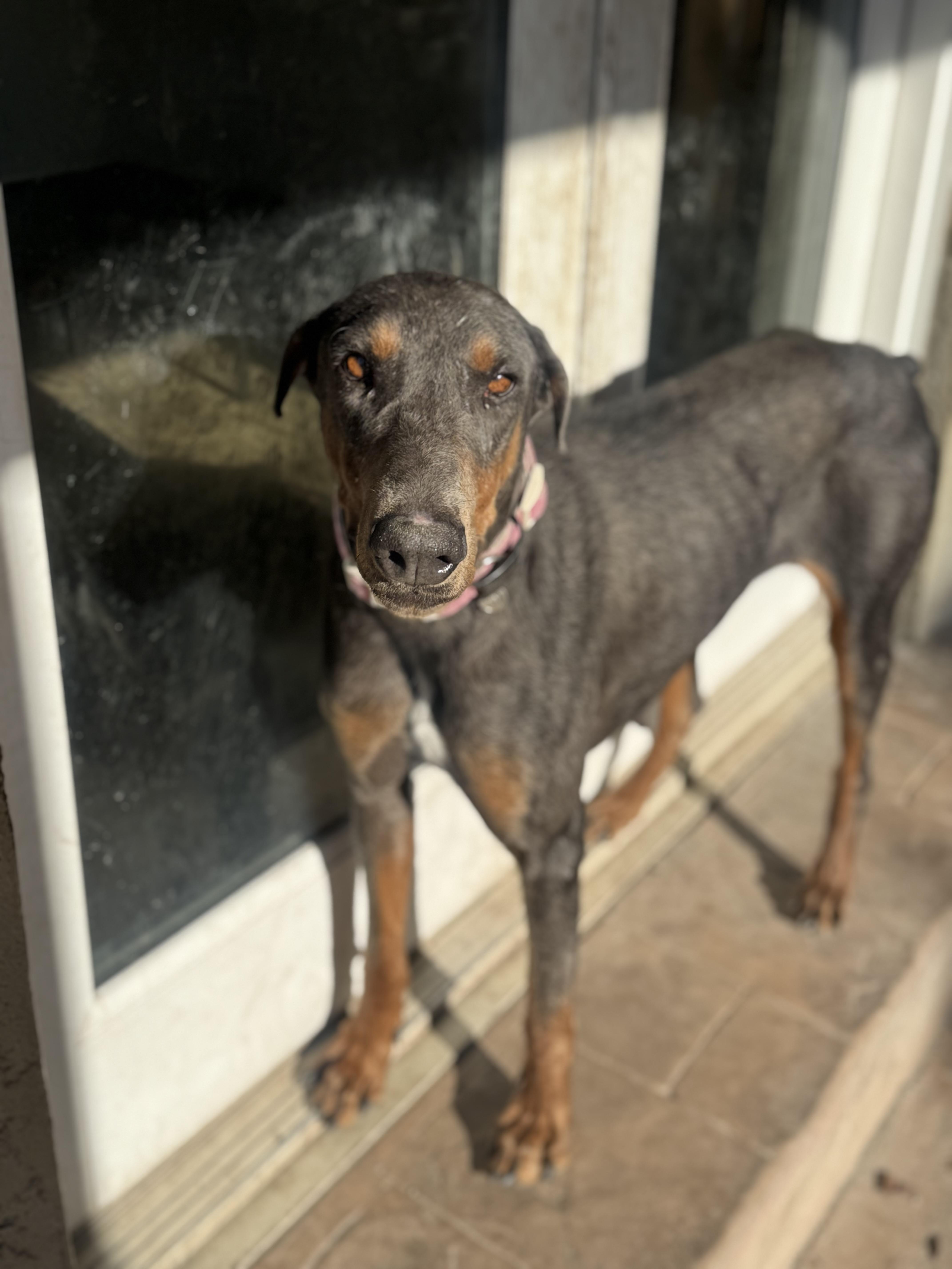 Enlarge Phoenix , a ADOPTABLE Doberman Pinscher in salt lake city, UT image 4/6