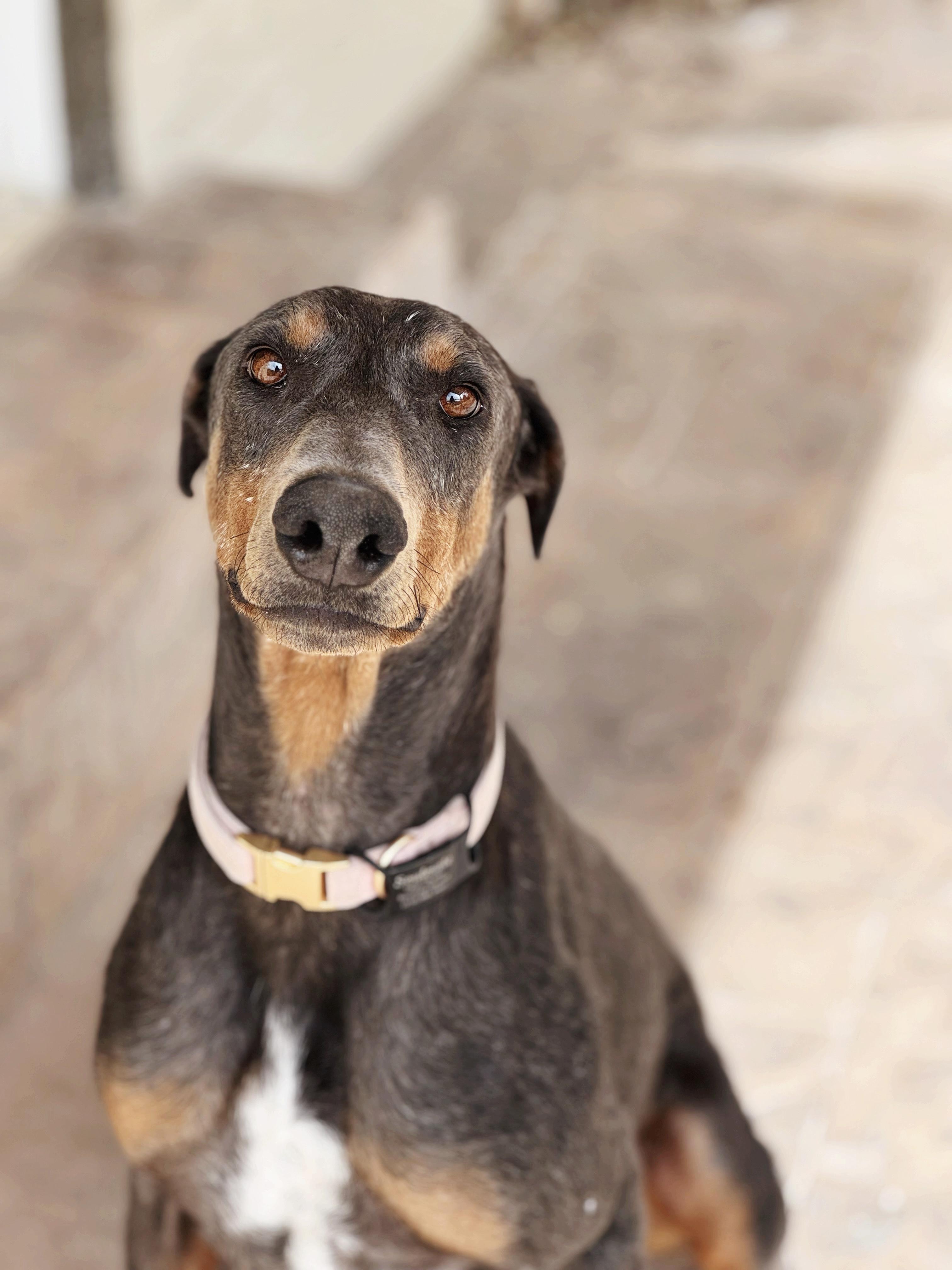 Phoenix , ADOPTABLE, Adult Female Doberman Pinscher.
