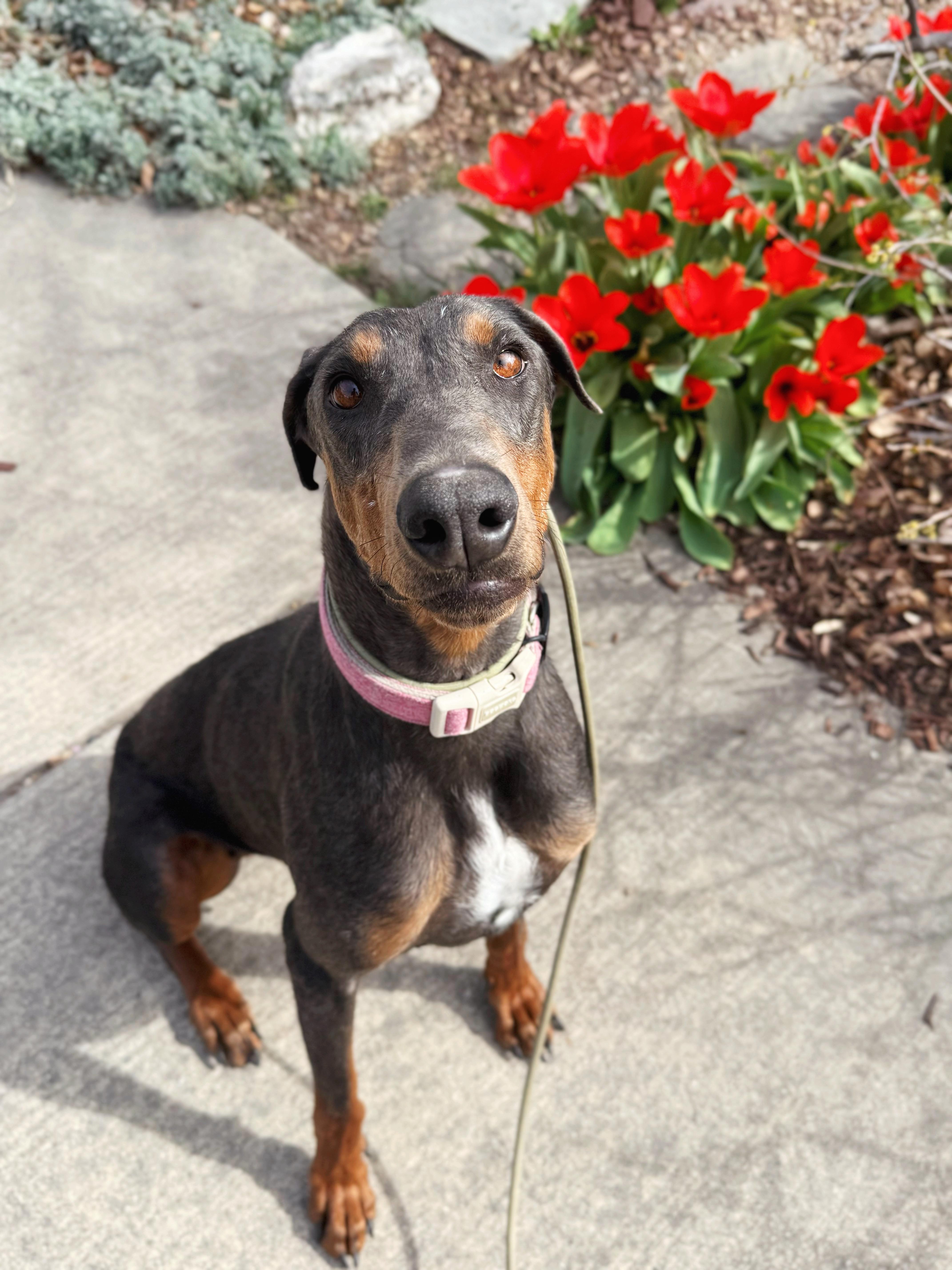 Enlarge Phoenix , a ADOPTABLE Doberman Pinscher in salt lake city, UT image 2/6