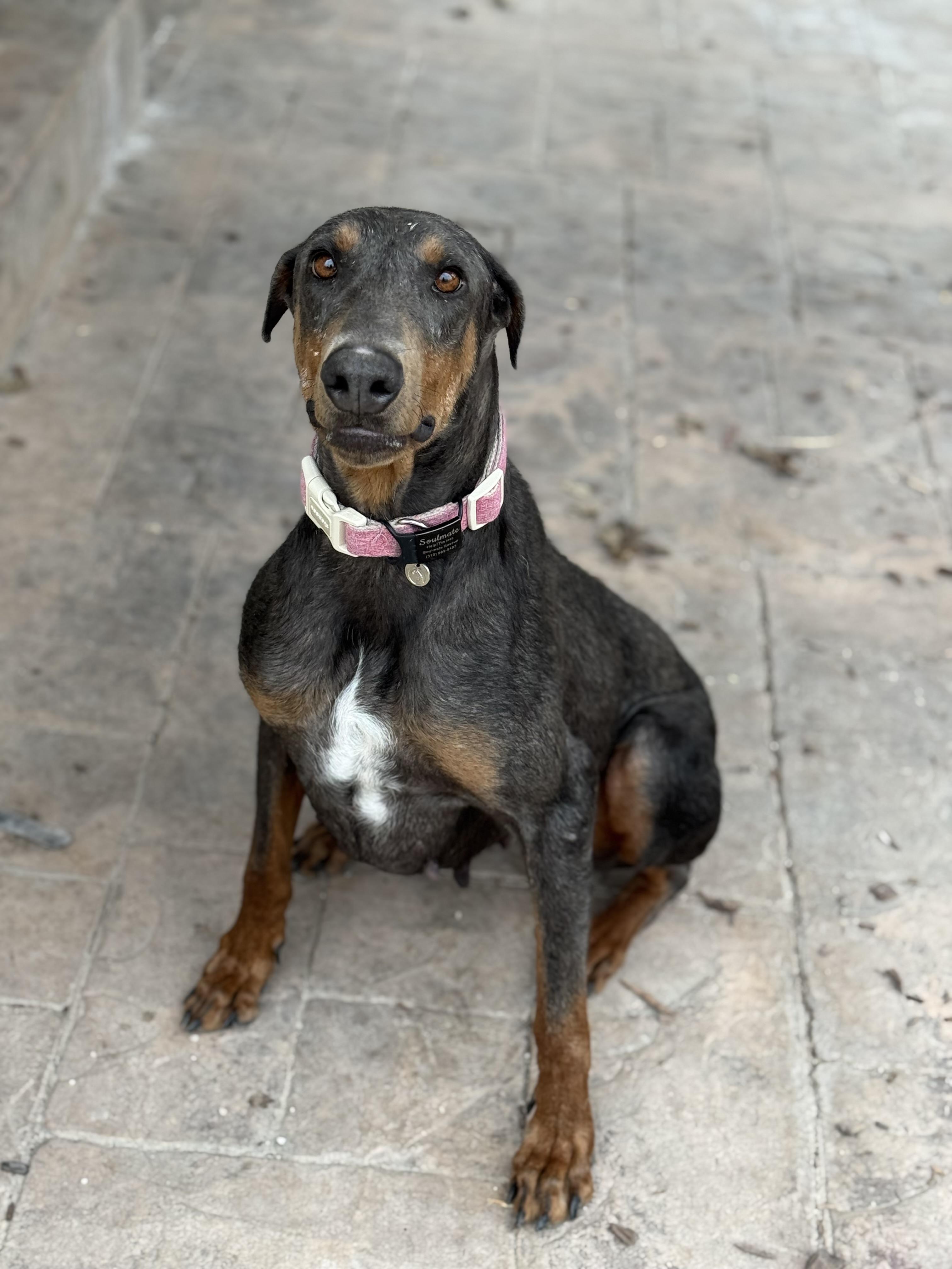 Enlarge Phoenix , a ADOPTABLE Doberman Pinscher in salt lake city, UT image 6/6