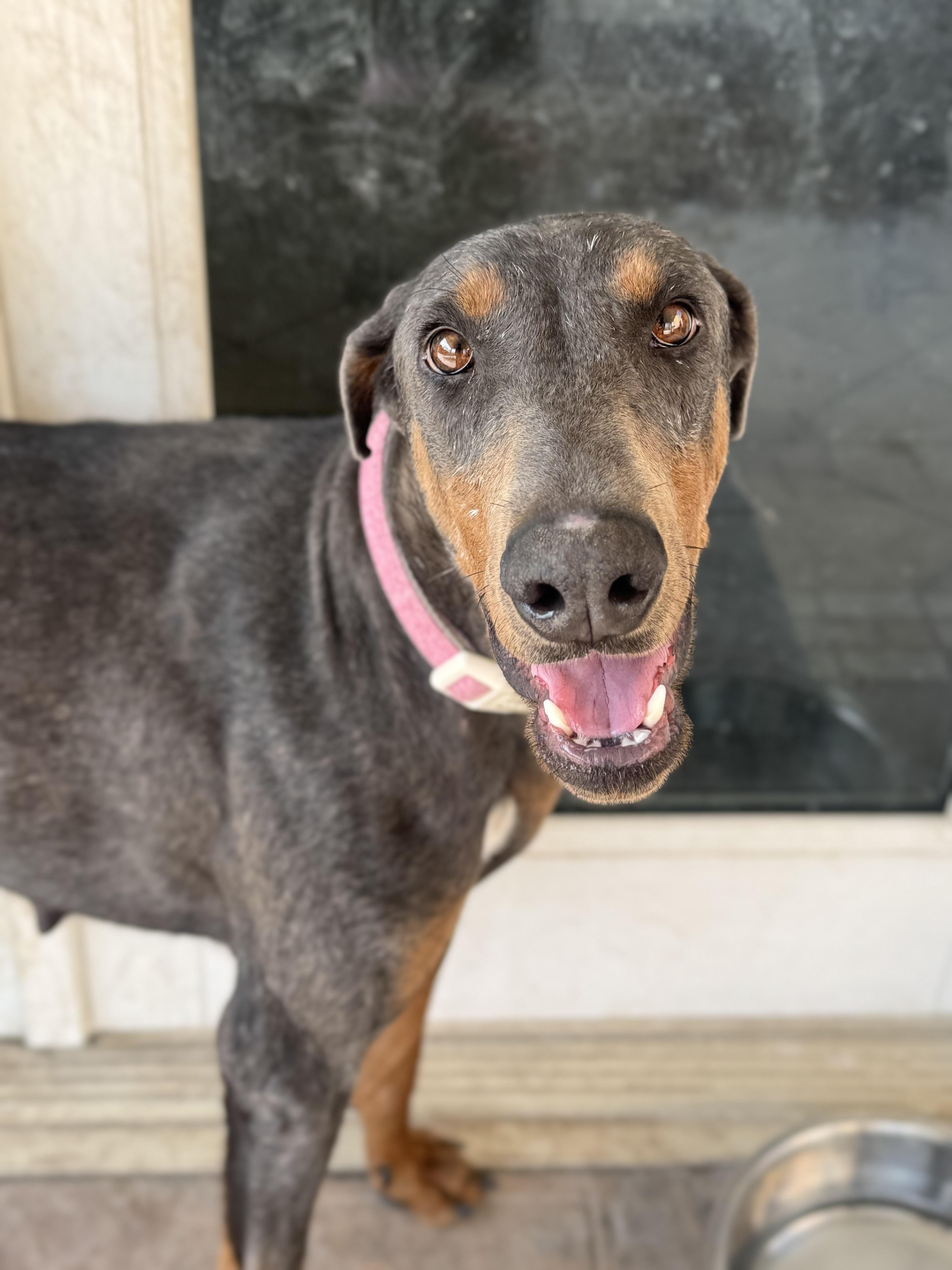 Enlarge Phoenix , a ADOPTABLE Doberman Pinscher in salt lake city, UT image 3/6