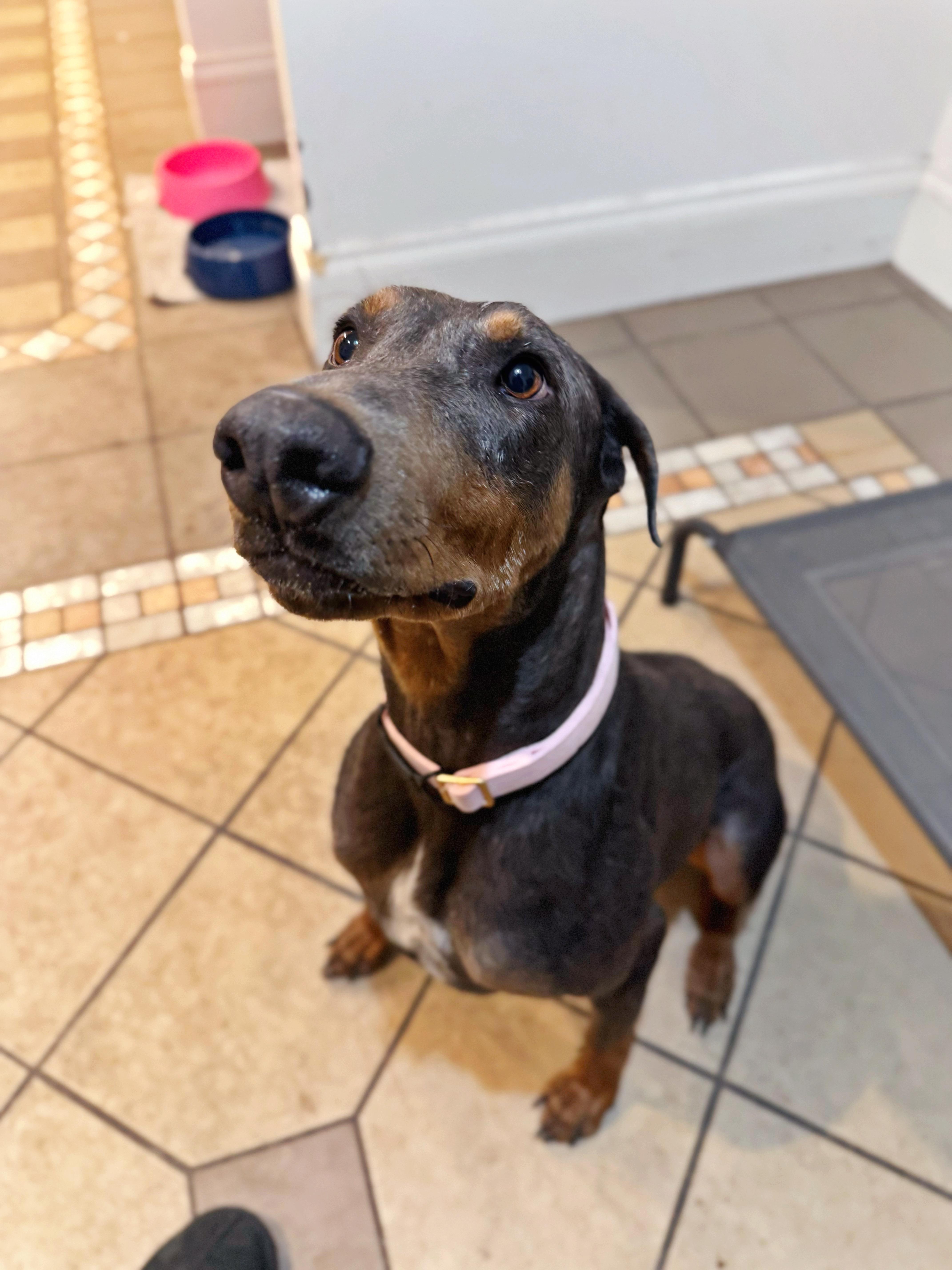 Enlarge Phoenix , a ADOPTABLE Doberman Pinscher in salt lake city, UT image 5/6