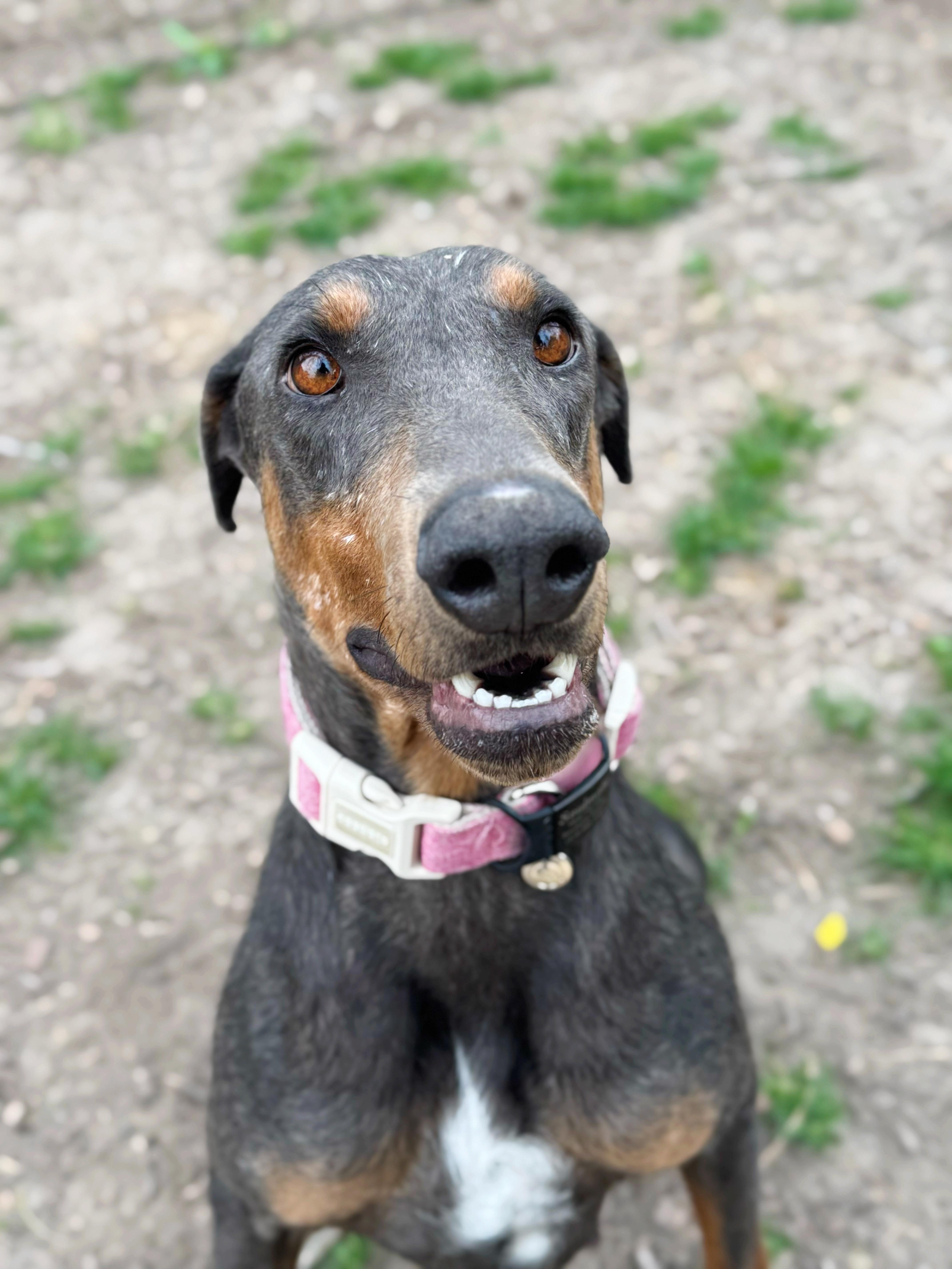 Enlarge Phoenix , a ADOPTABLE Doberman Pinscher in salt lake city, UT image 1/6
