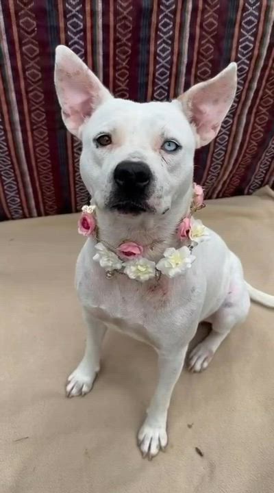 Enlarge Zinnia, a Adoptable mixed breed in Bedminster, NJ video 6/6
