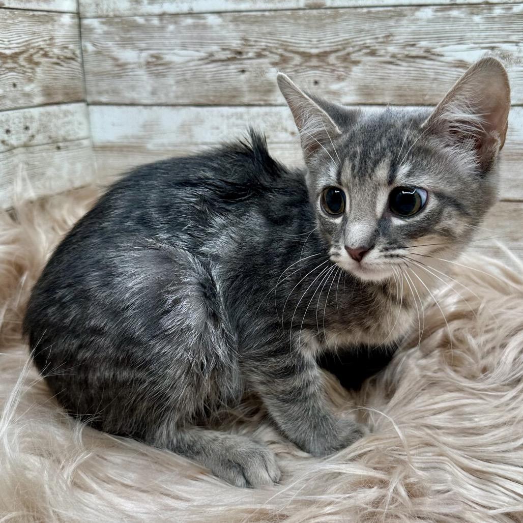 Frankie, Adoptable, Kitten Female Domestic Short Hair.