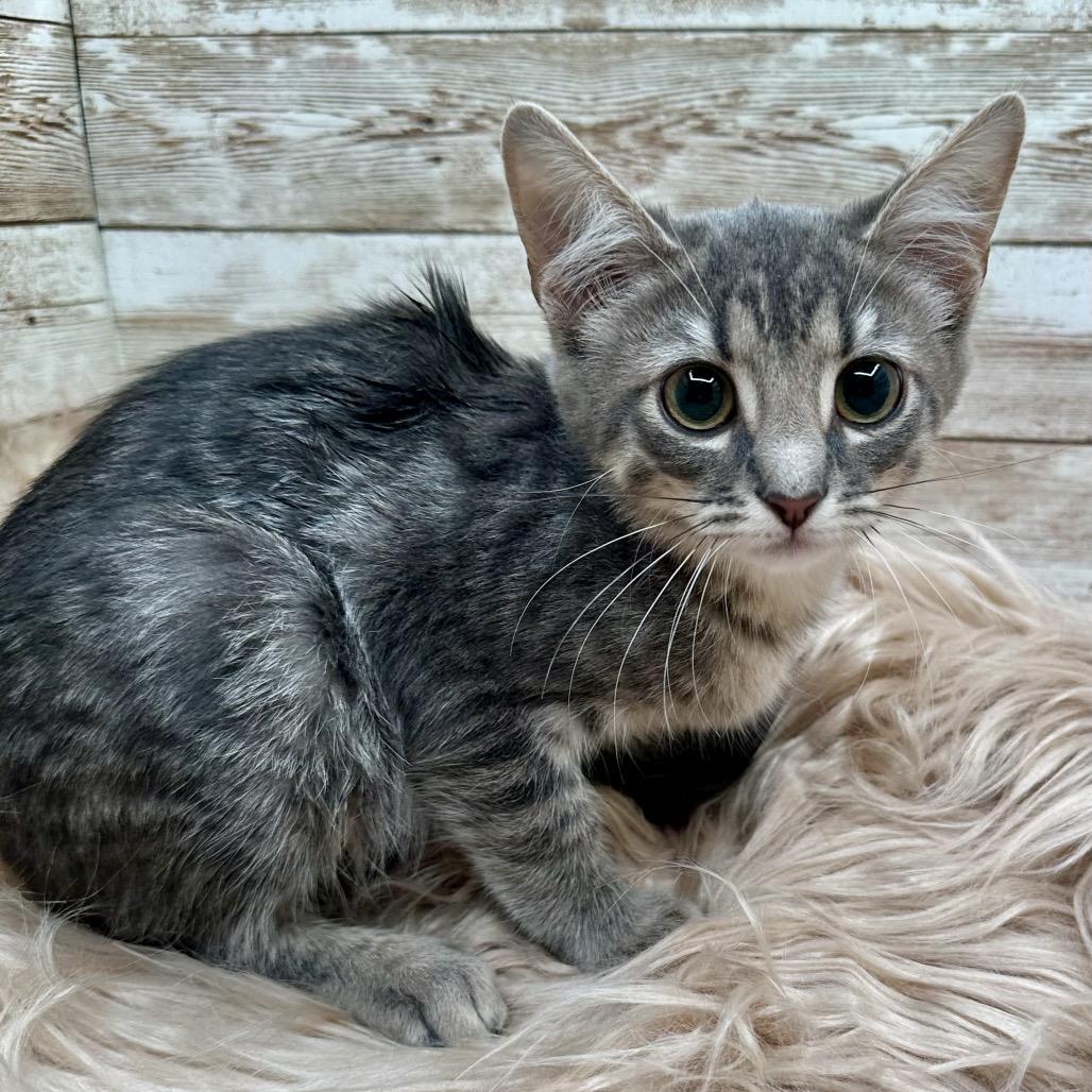Enlarge Frankie, a Adoptable Domestic Short Hair in Lexington, KY image 2/6