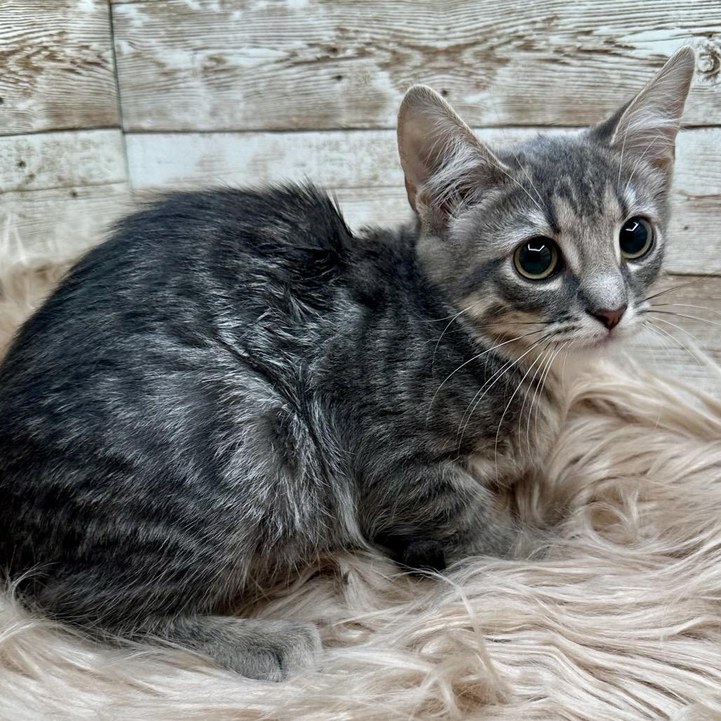Enlarge Frankie, a Adoptable Domestic Short Hair in Lexington, KY image 3/6