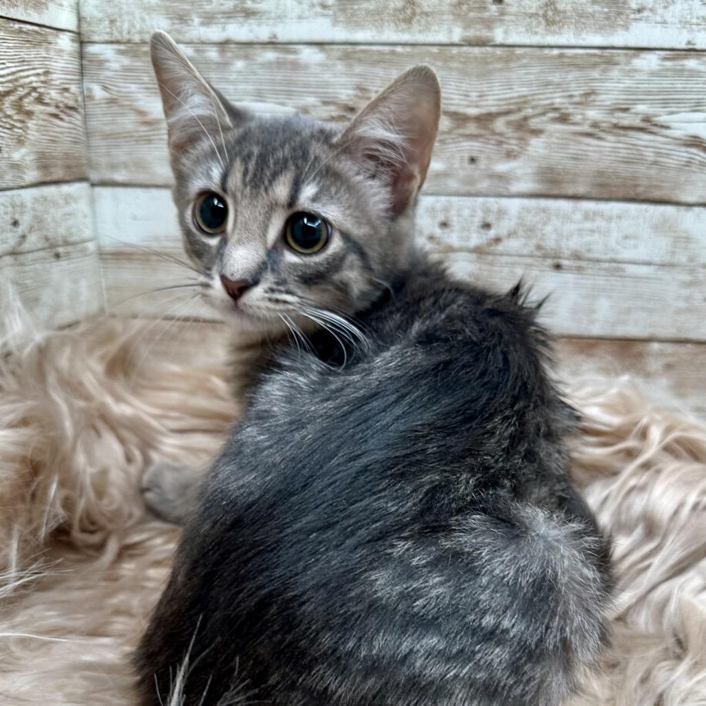 Enlarge Frankie, a Adoptable Domestic Short Hair in Lexington, KY image 4/6